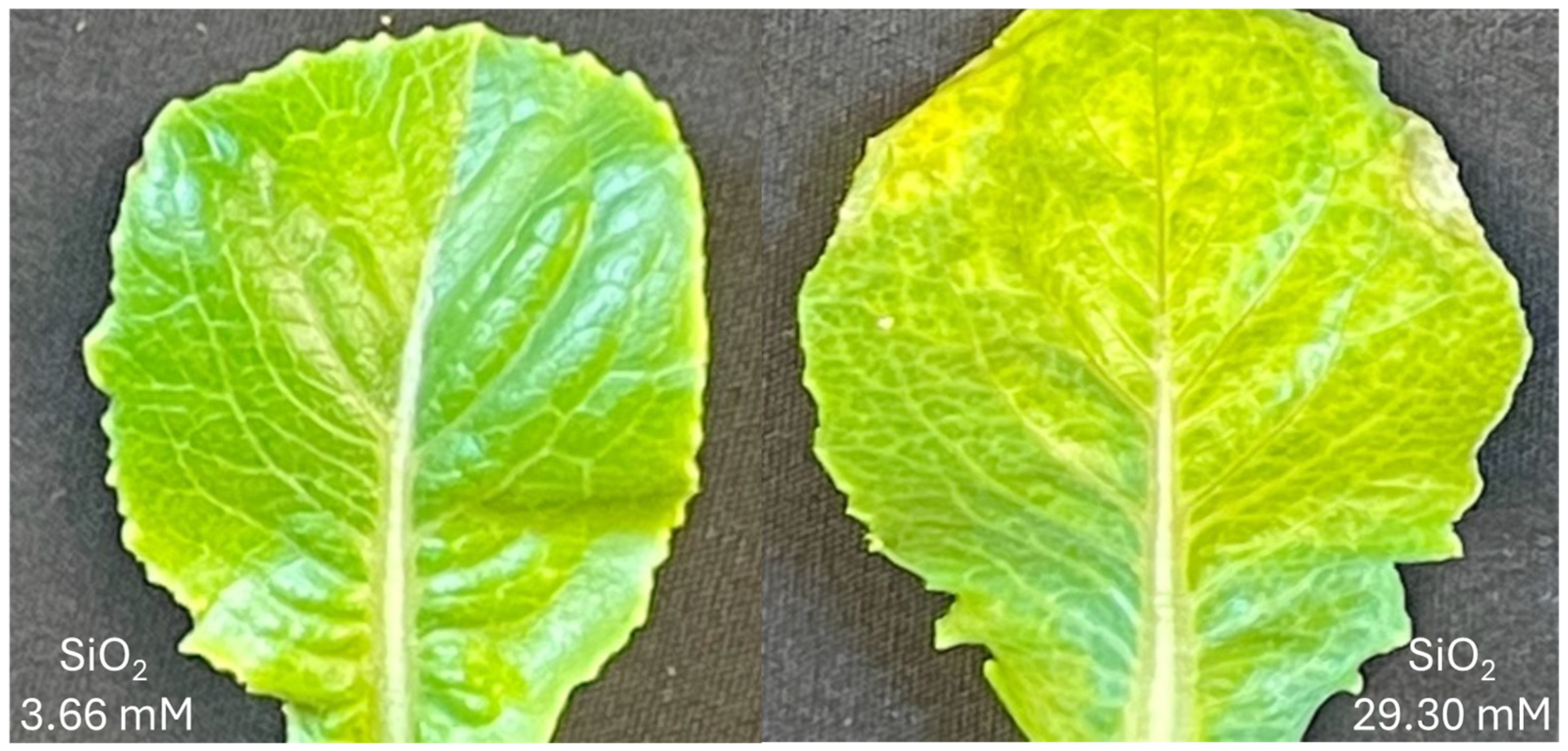 Plants 14 01845 g003 Plants 14 01845 g003