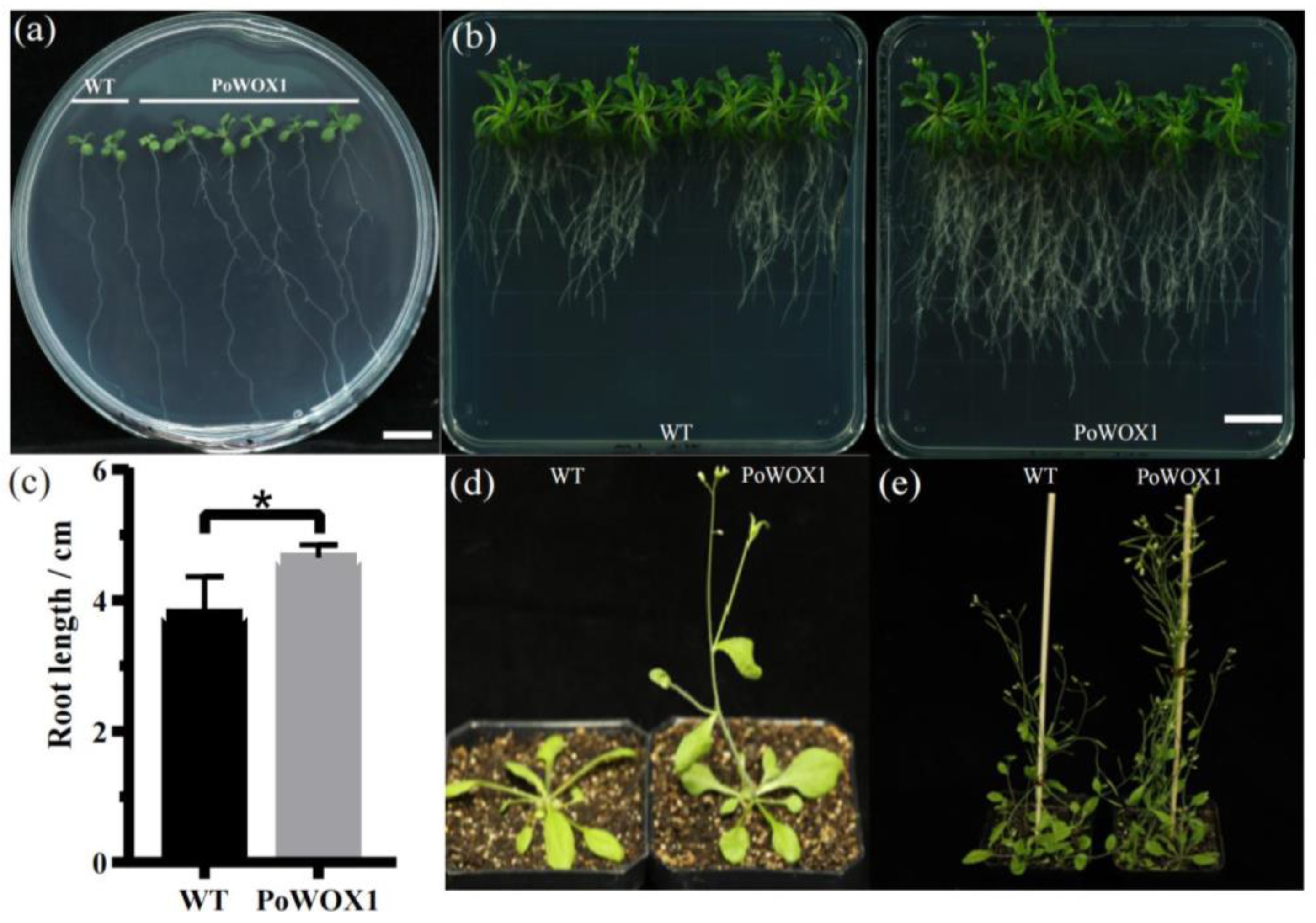 Plants 14 01857 g004