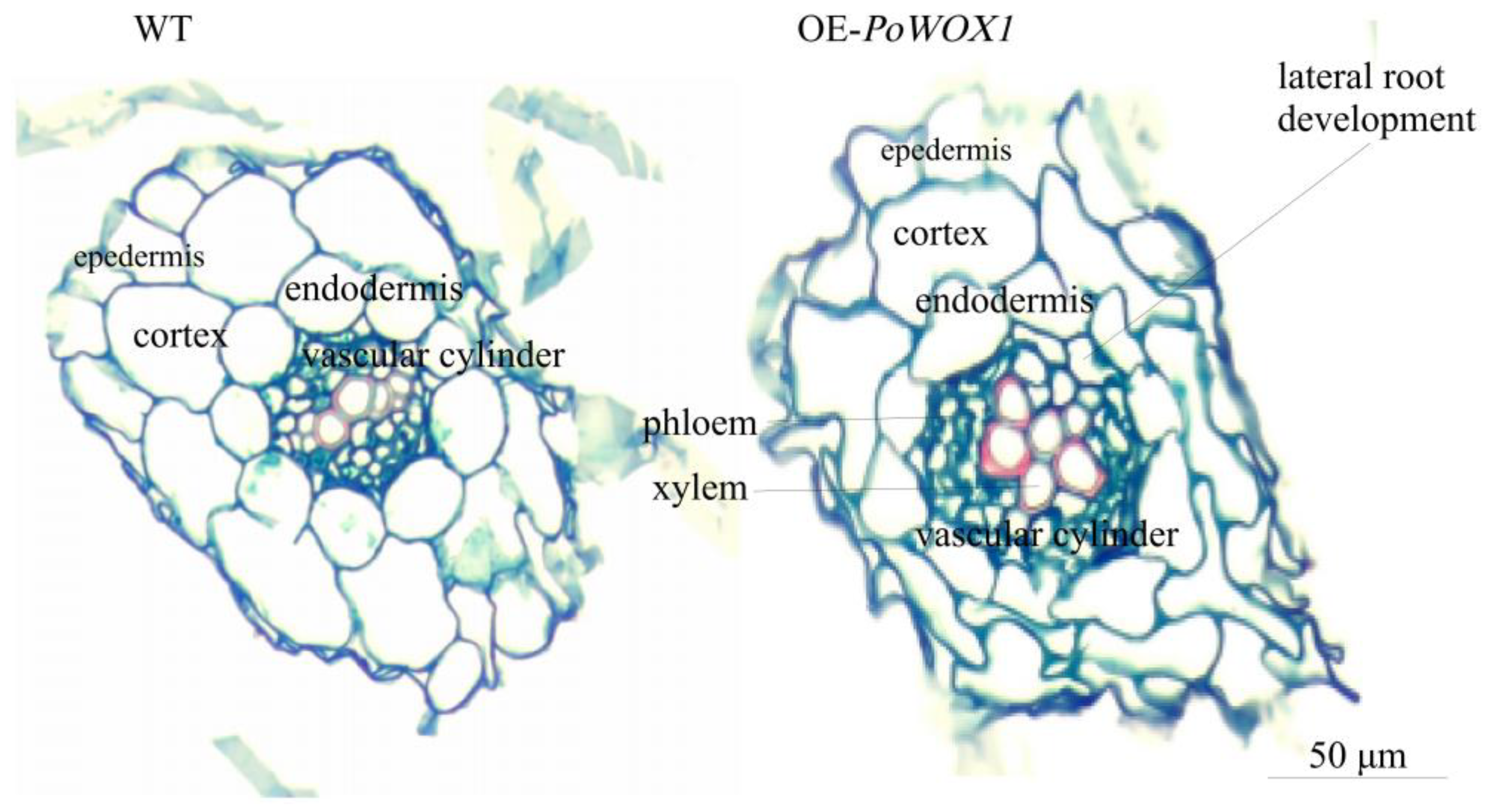 Plants 14 01857 g006