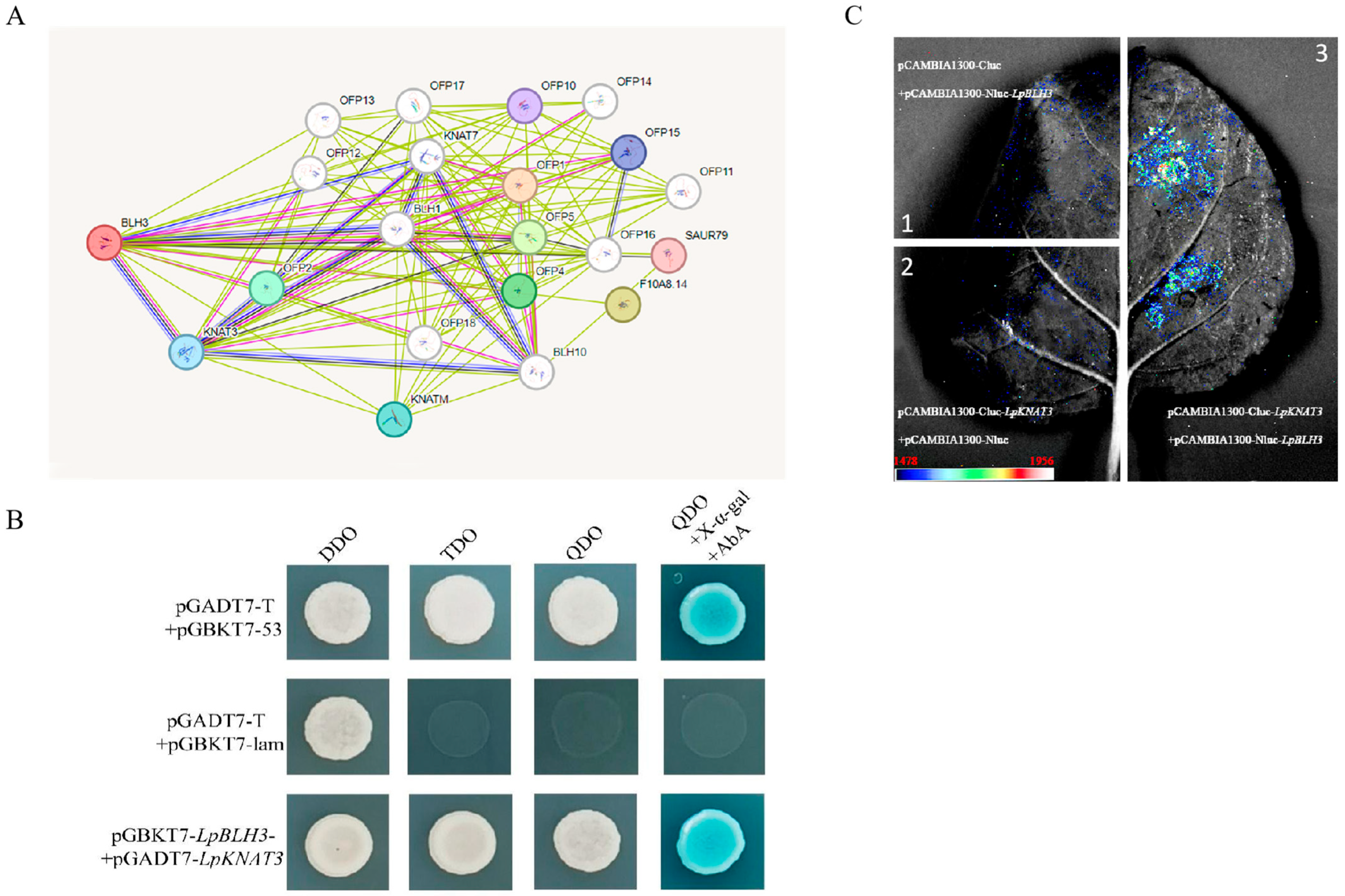 Plants 14 01860 g005