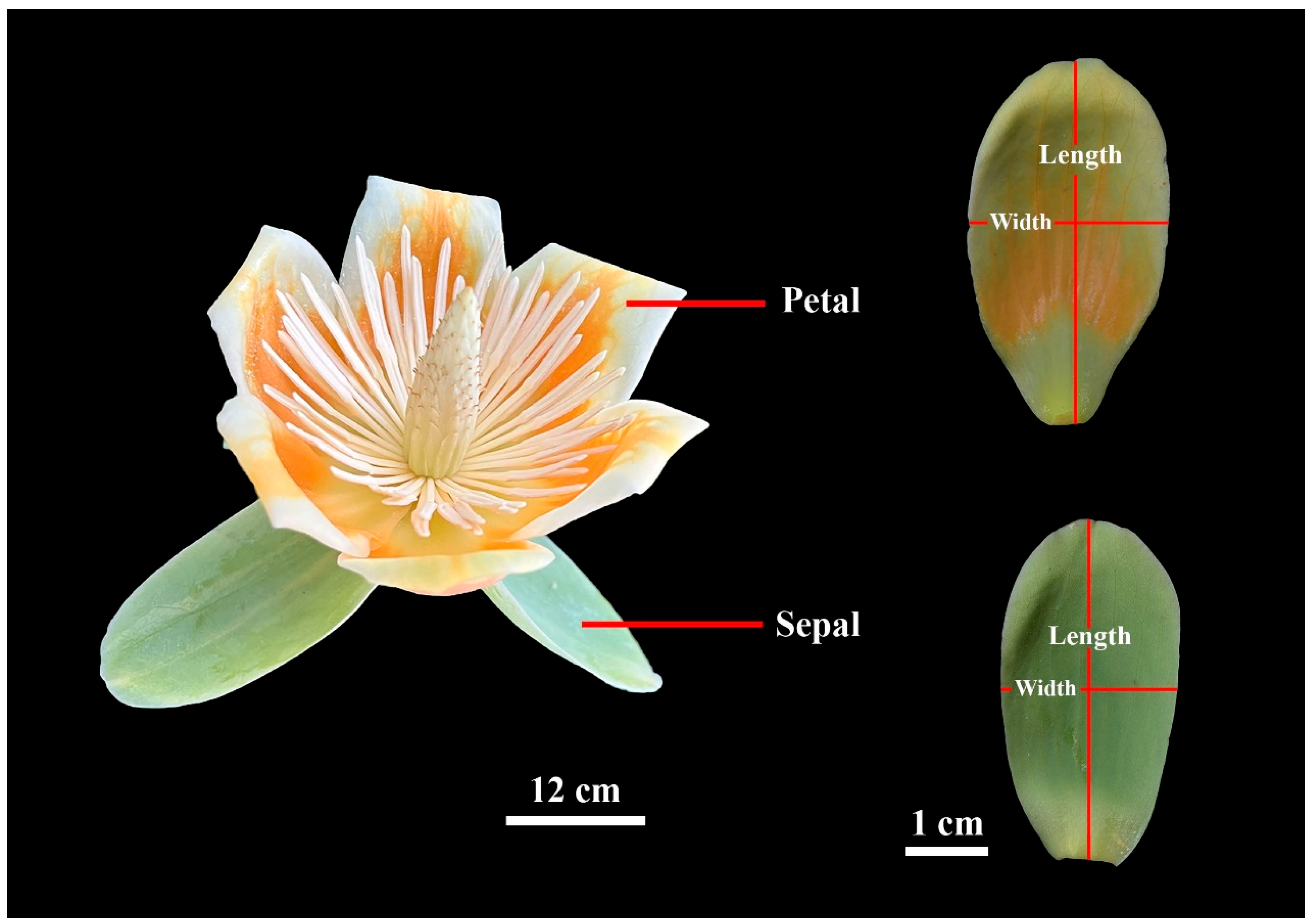 Plants 14 01861 g001 Plants 14 01861 g001