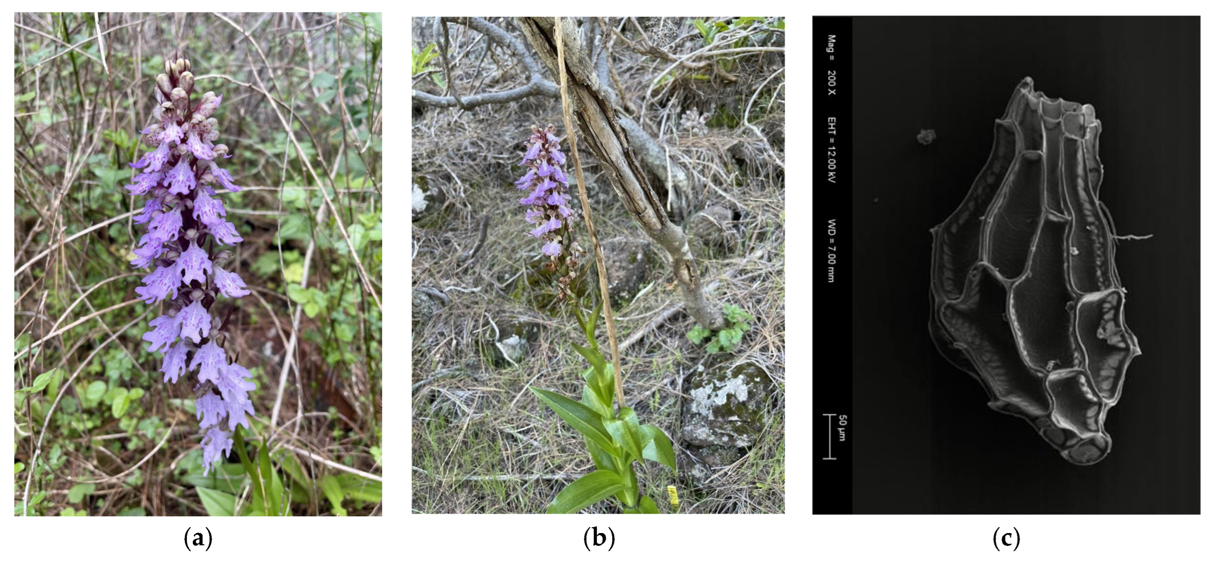 Plants 14 01862 g003 Plants 14 01862 g003