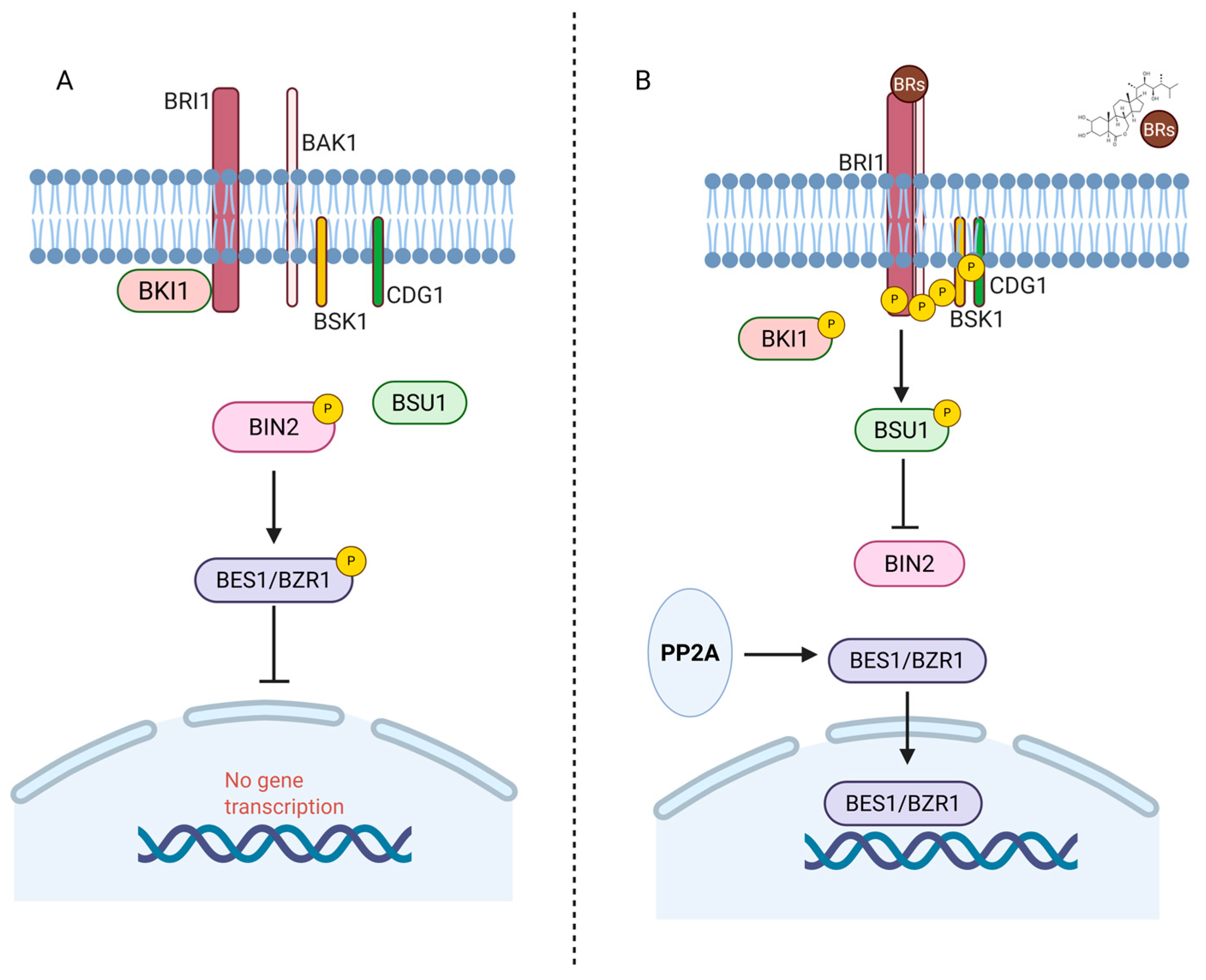 Plants 14 01865 g002