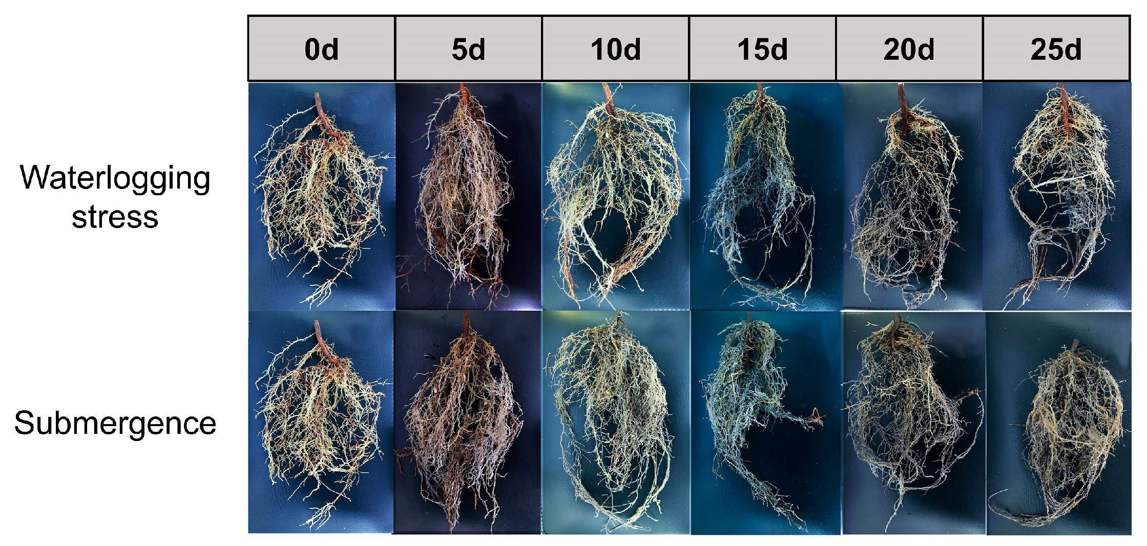 Plants 14 01870 g001