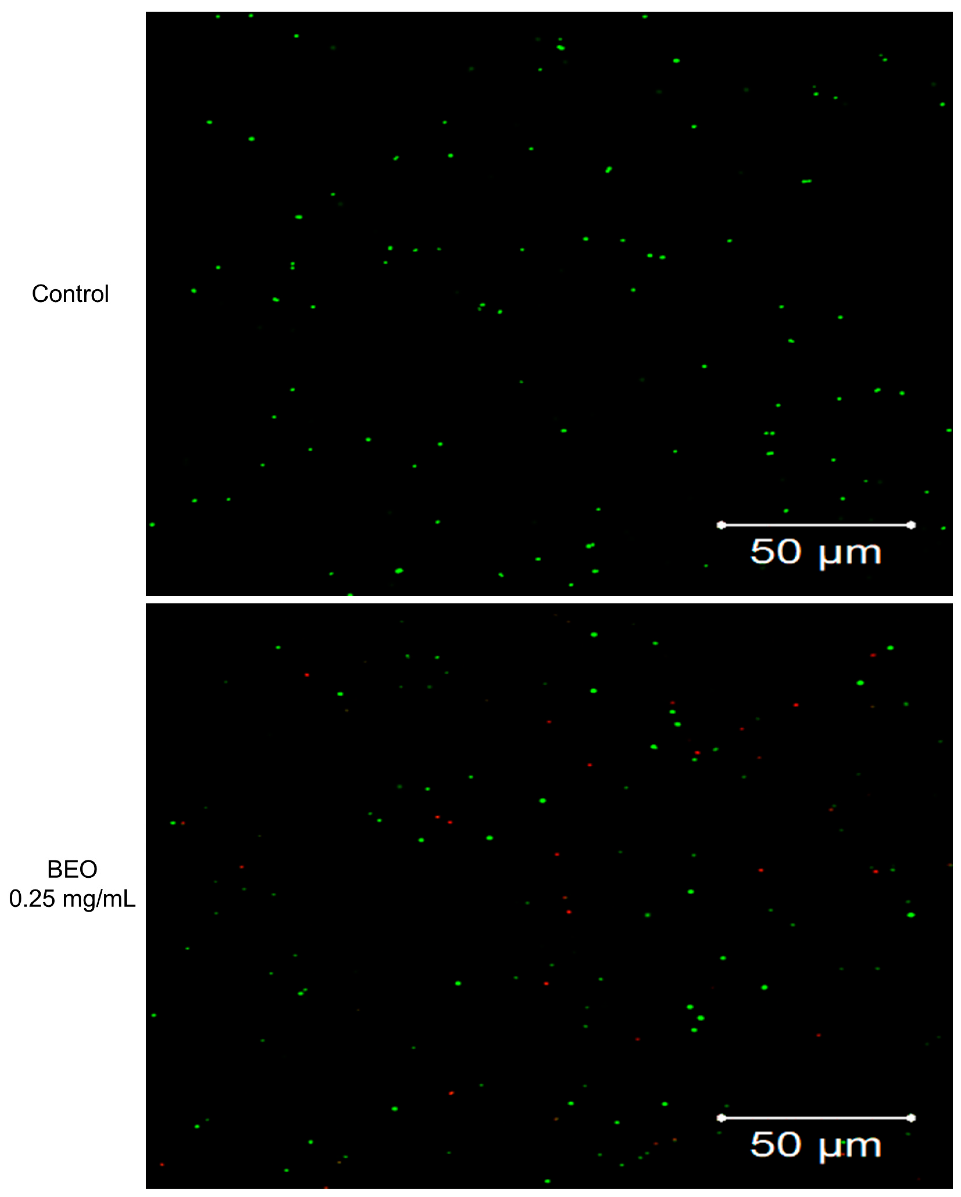 Plants 14 01880 g002