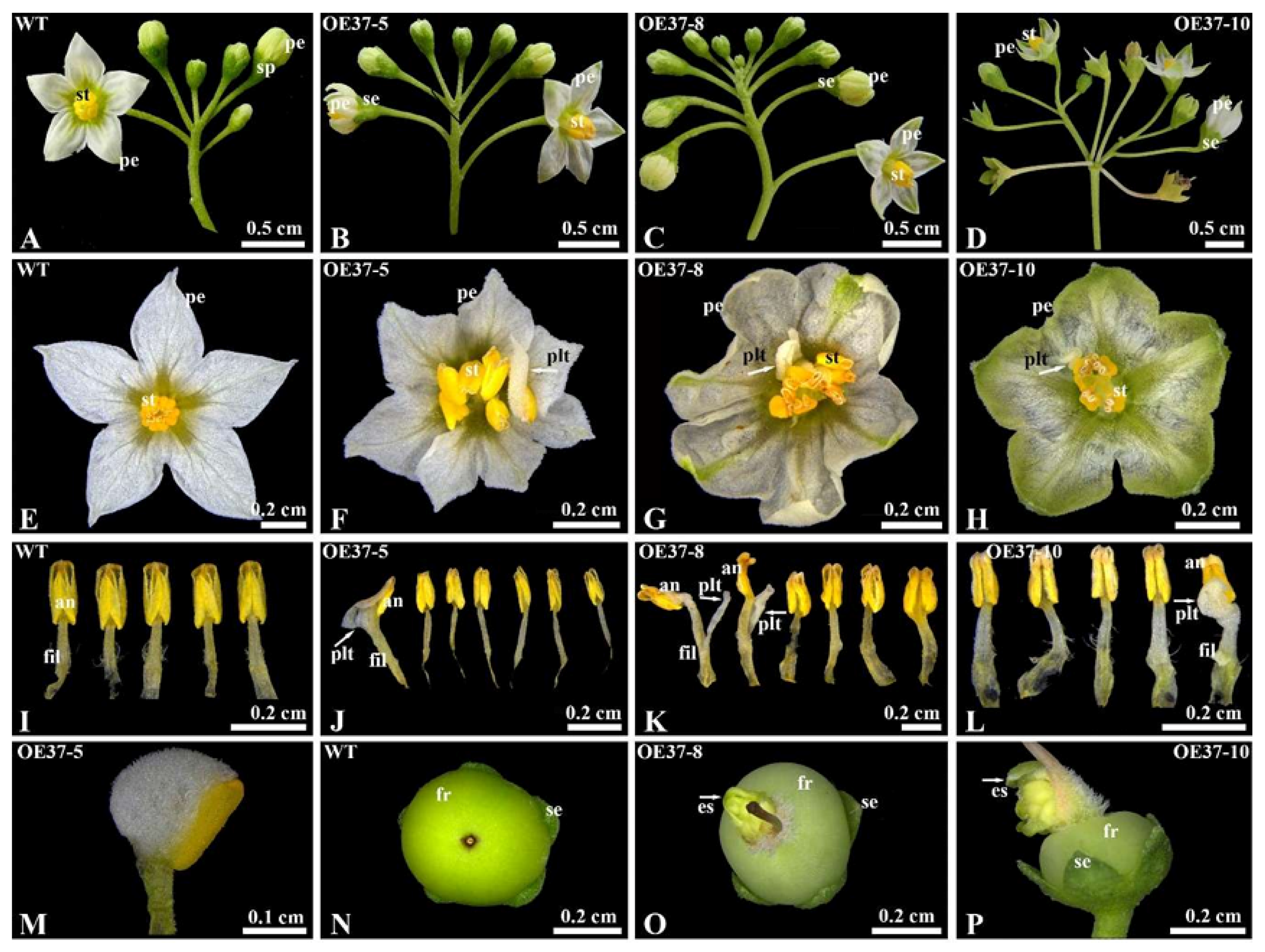 Plants 14 01891 g004