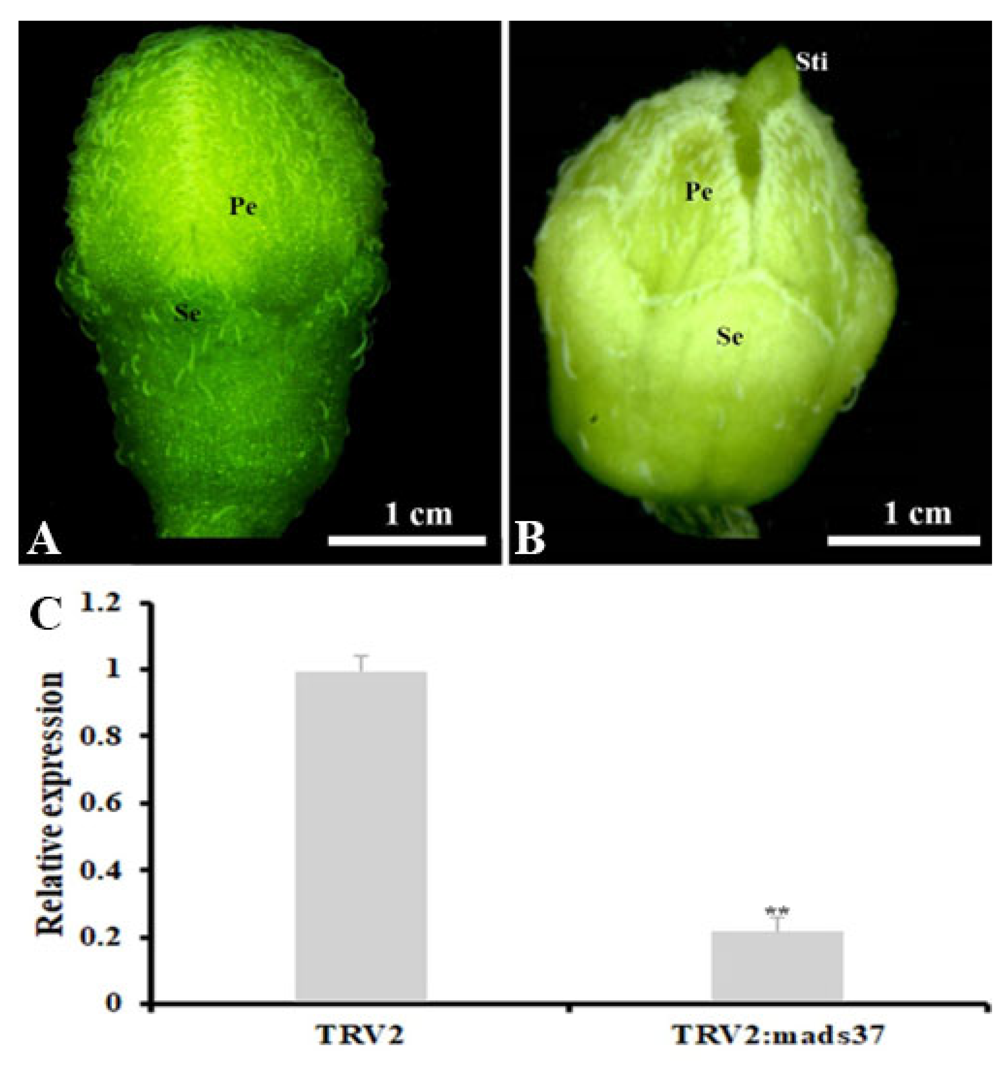 Plants 14 01891 g007