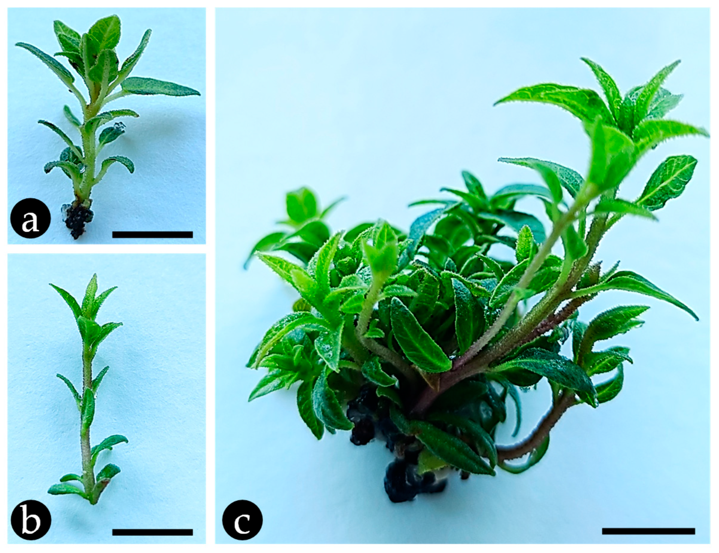 Plants 14 01892 g001