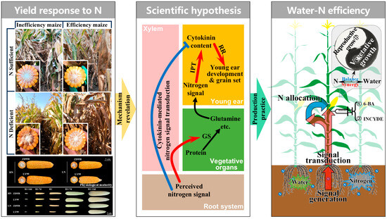 The Physiological Mechanisms and Hurdles of Efficient Water
