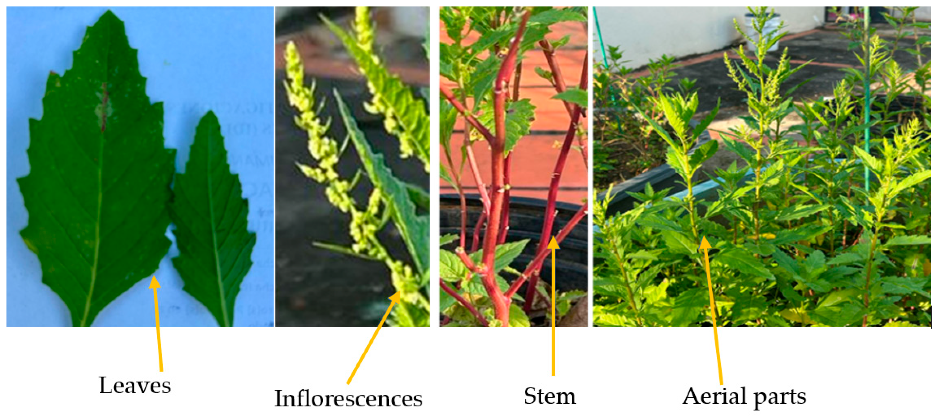 Plants 14 01903 g001 Plants 14 01903 g001