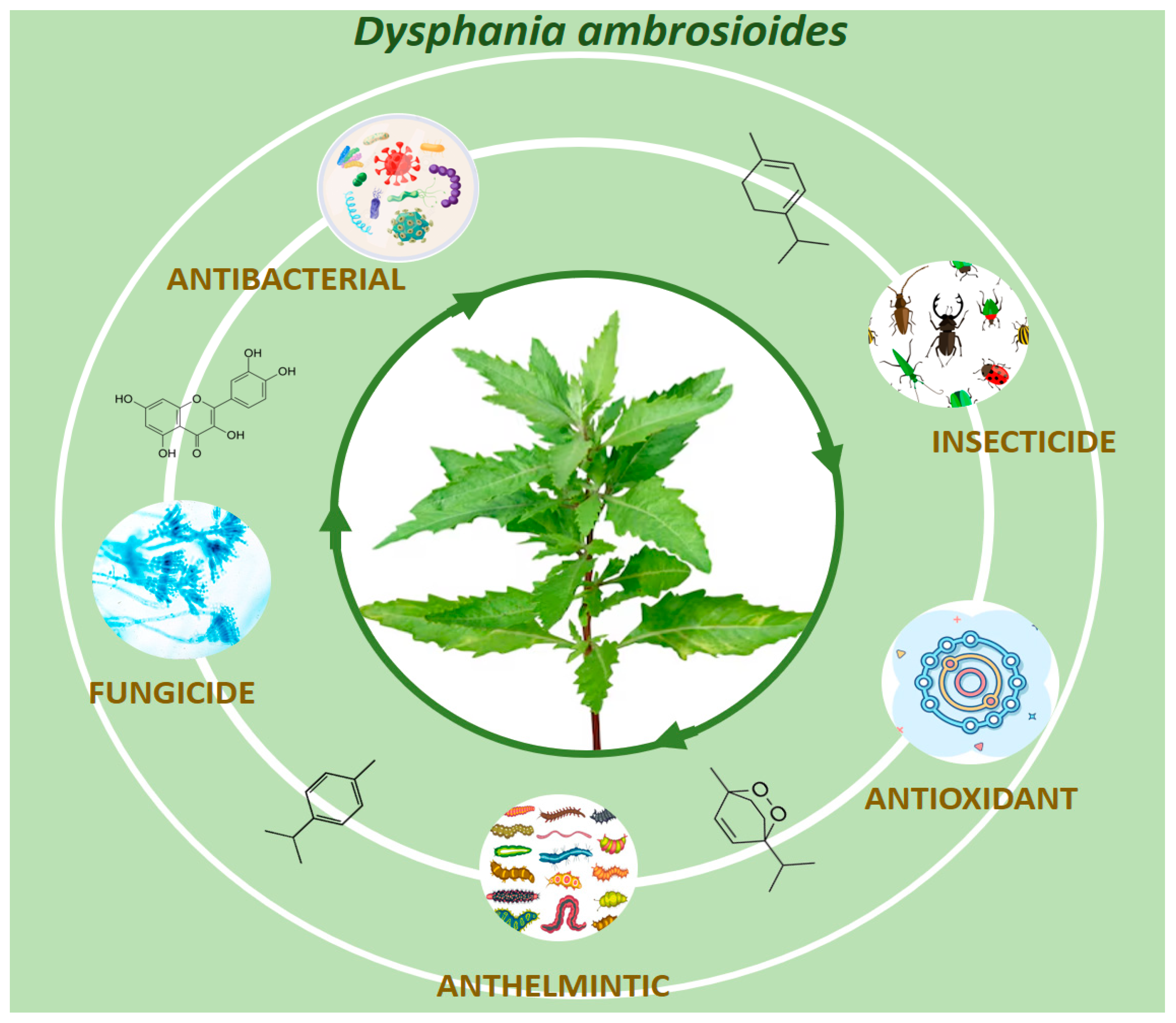 Plants 14 01903 g002 Plants 14 01903 g002