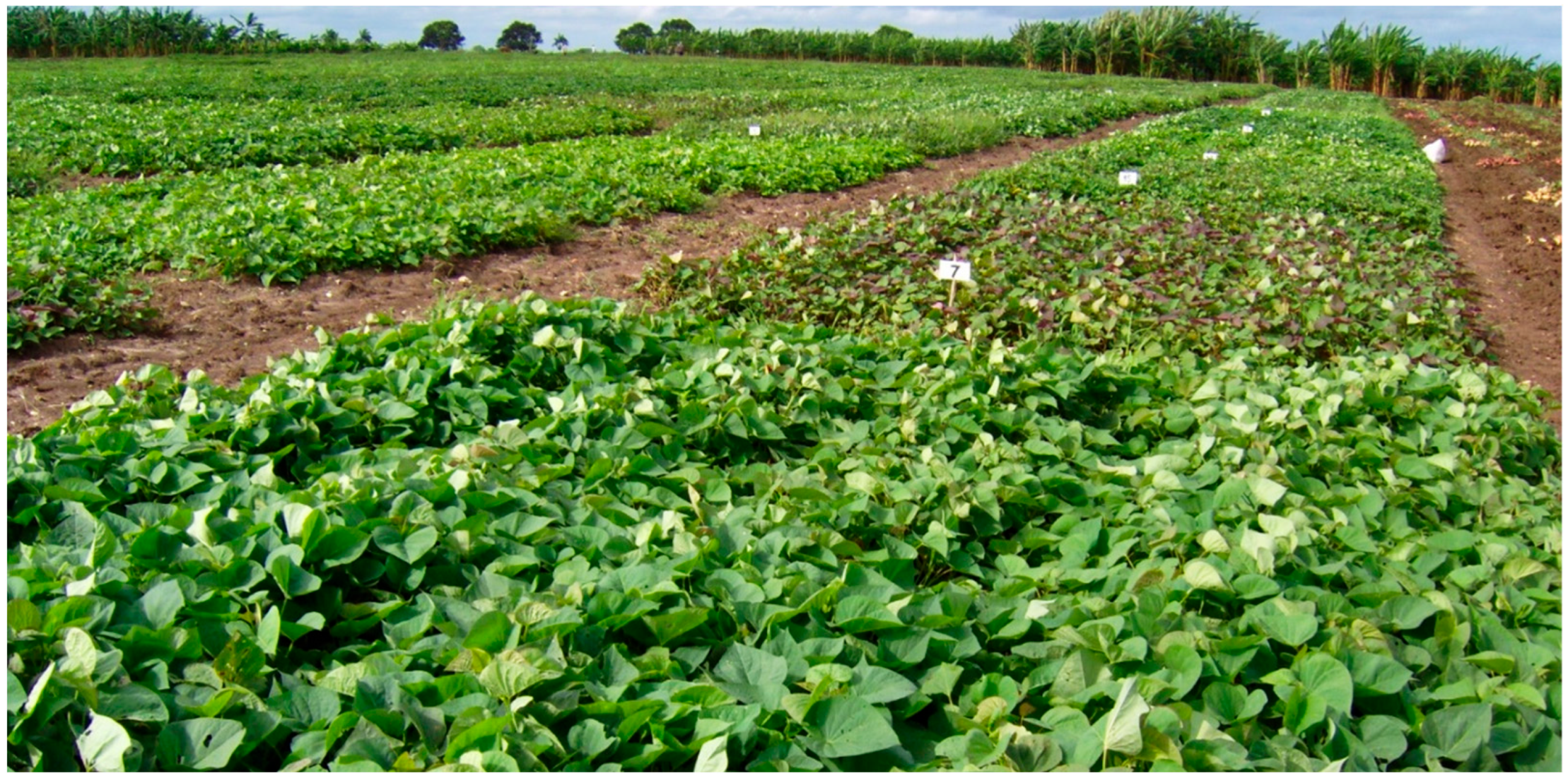 Plants 14 01911 g018