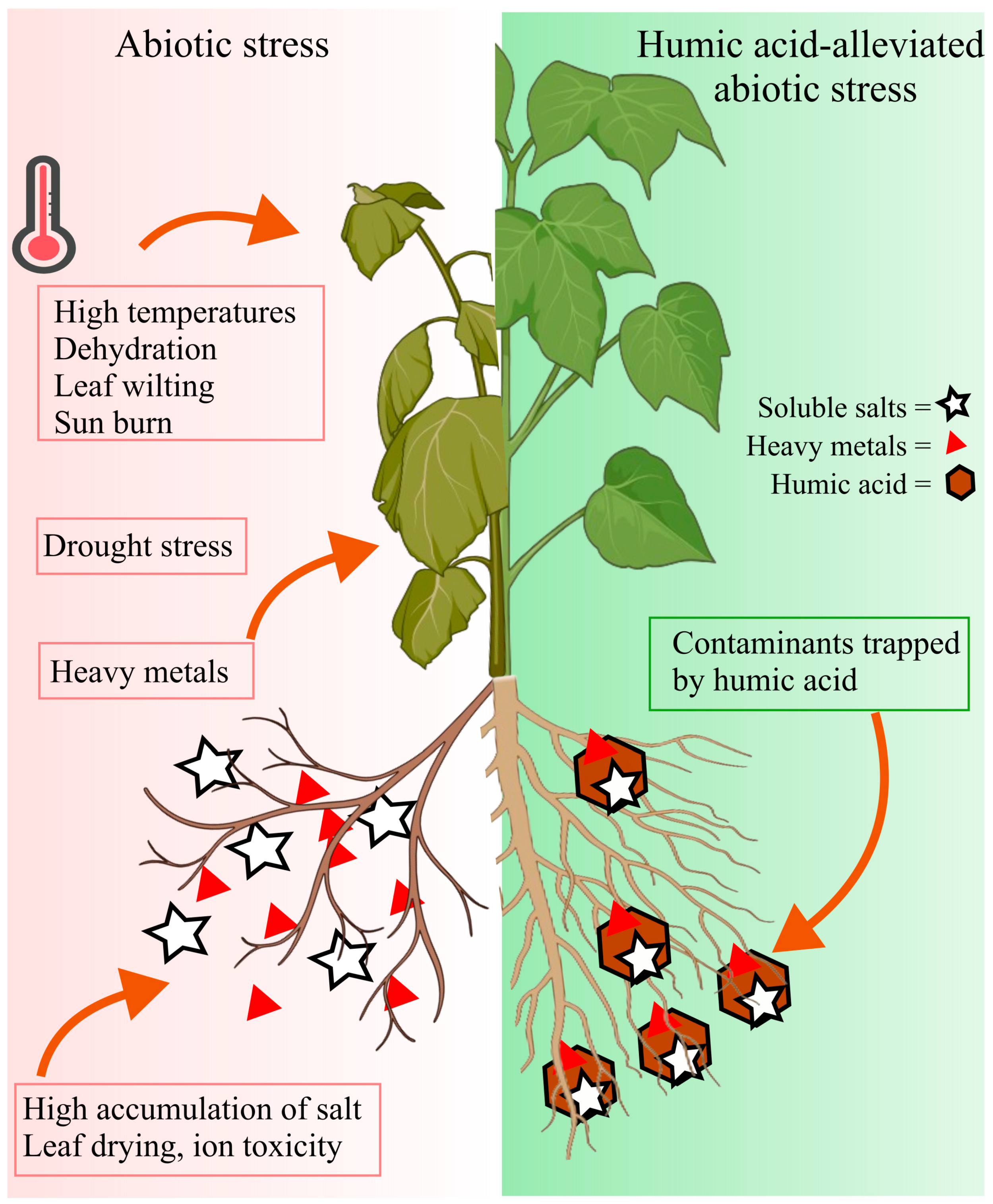 Plants 14 01916 g002
