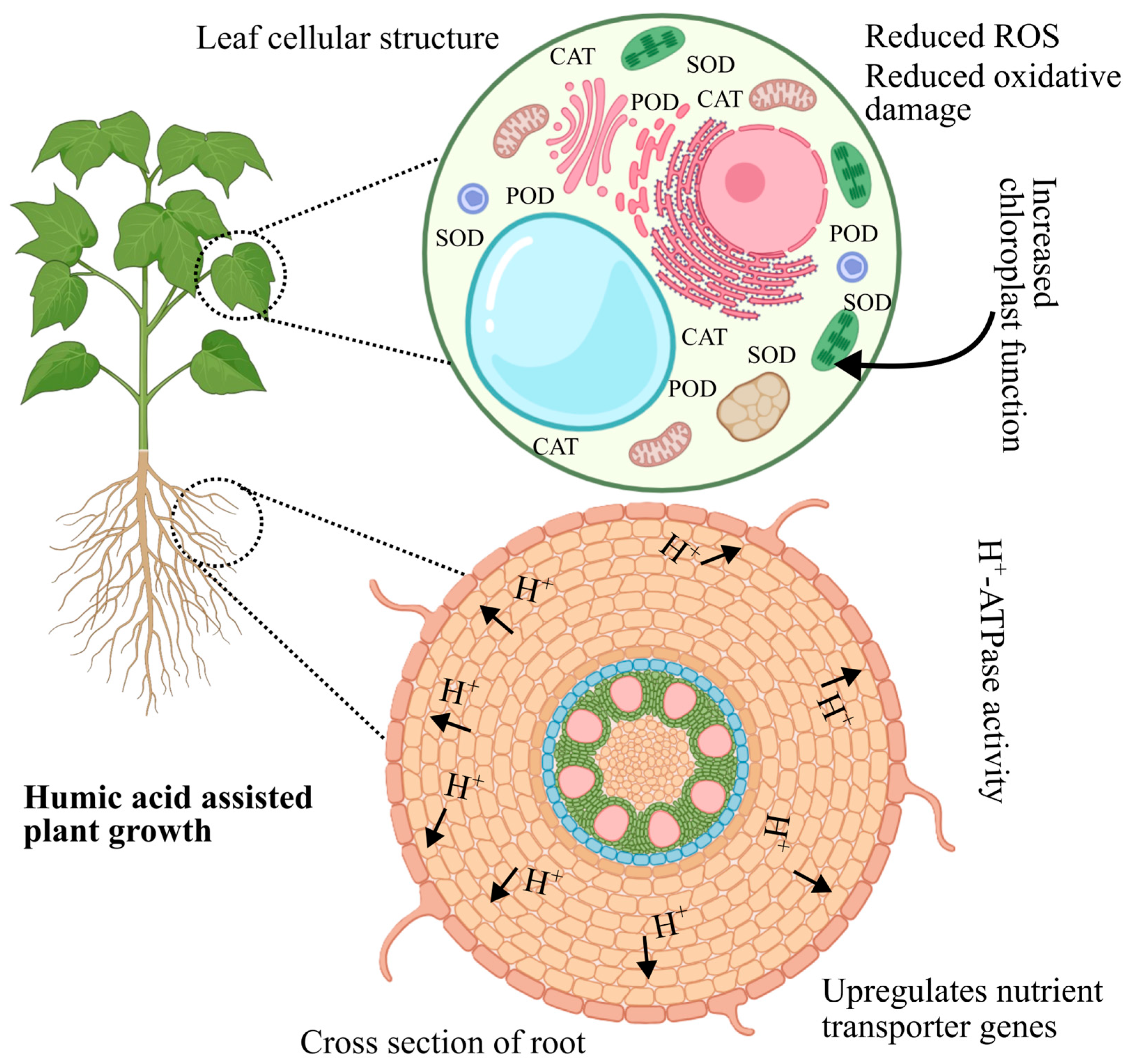 Plants 14 01916 g004