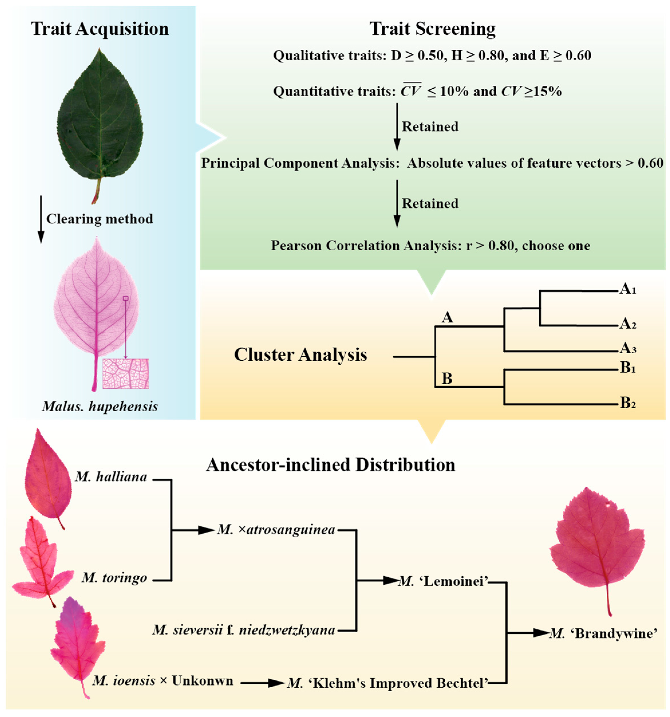 Plants 14 01918 g004