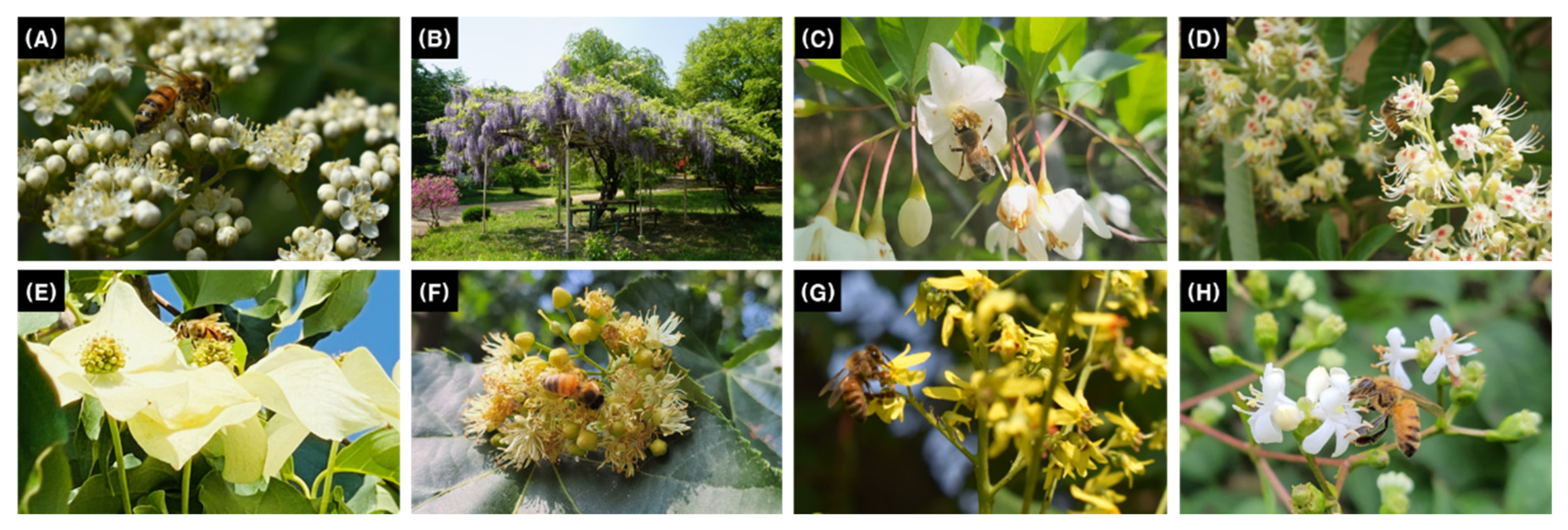 Plants 14 01924 g001