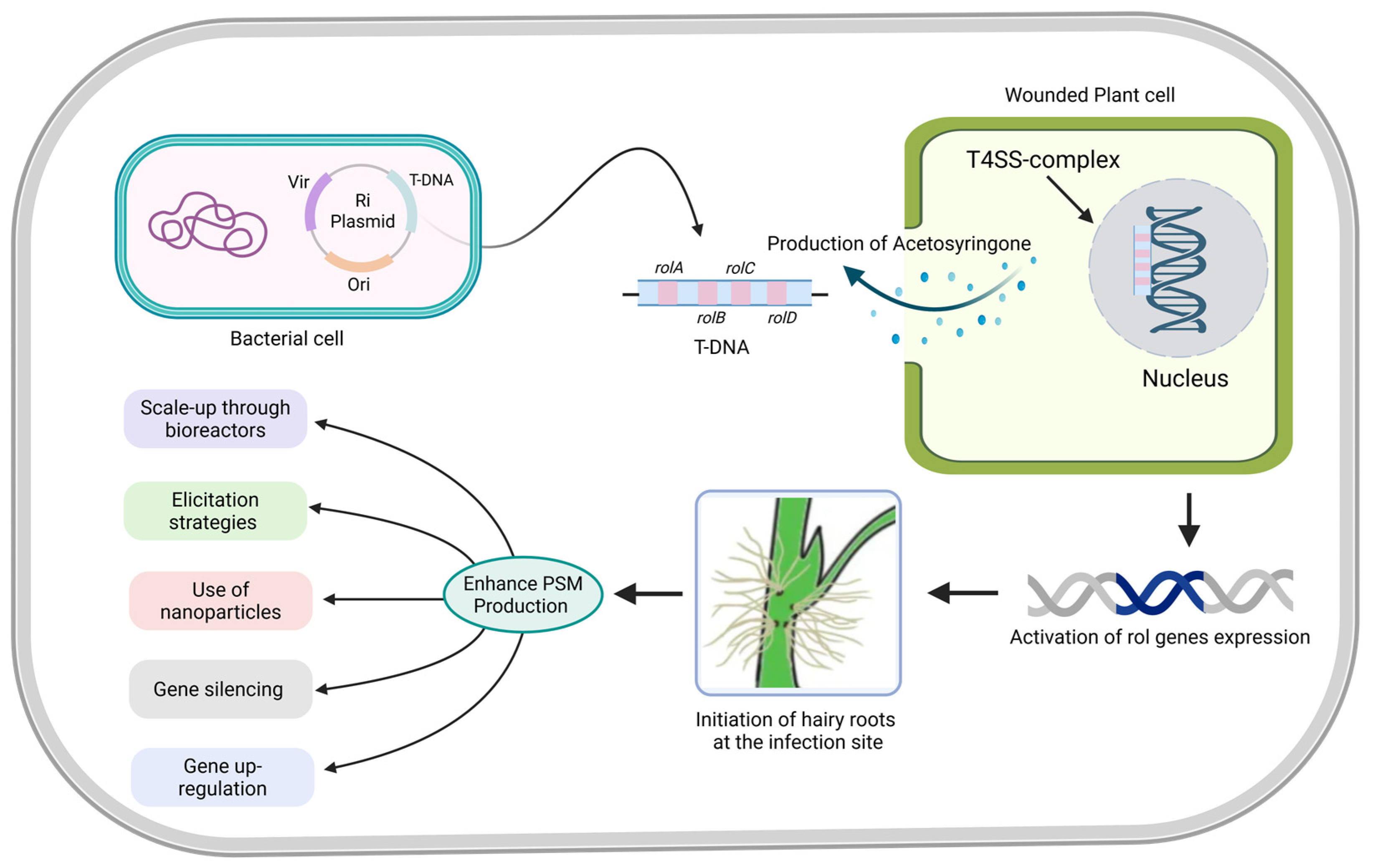 Plants 14 01928 g002