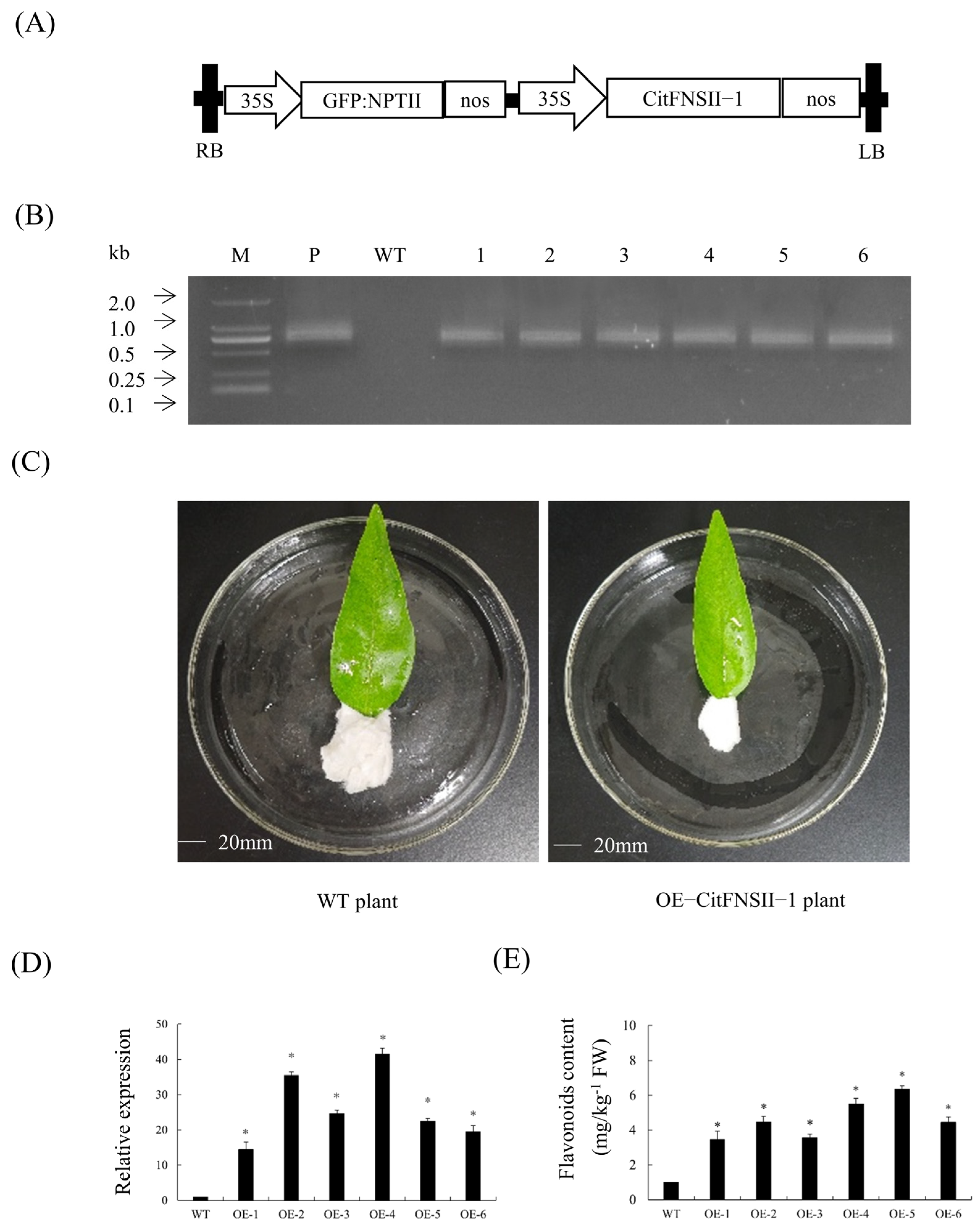 Plants 14 01936 g005