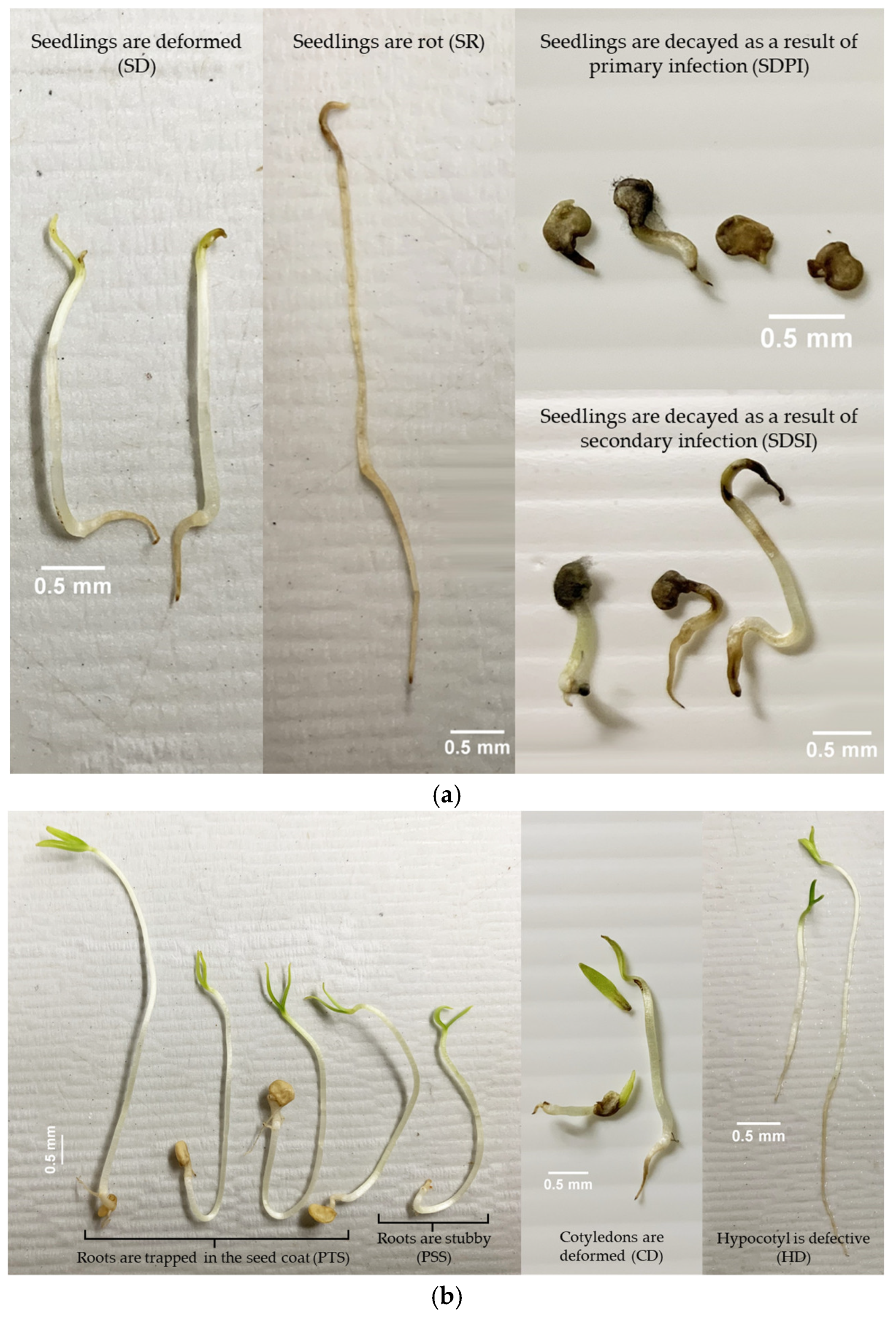 Plants 14 01938 g003