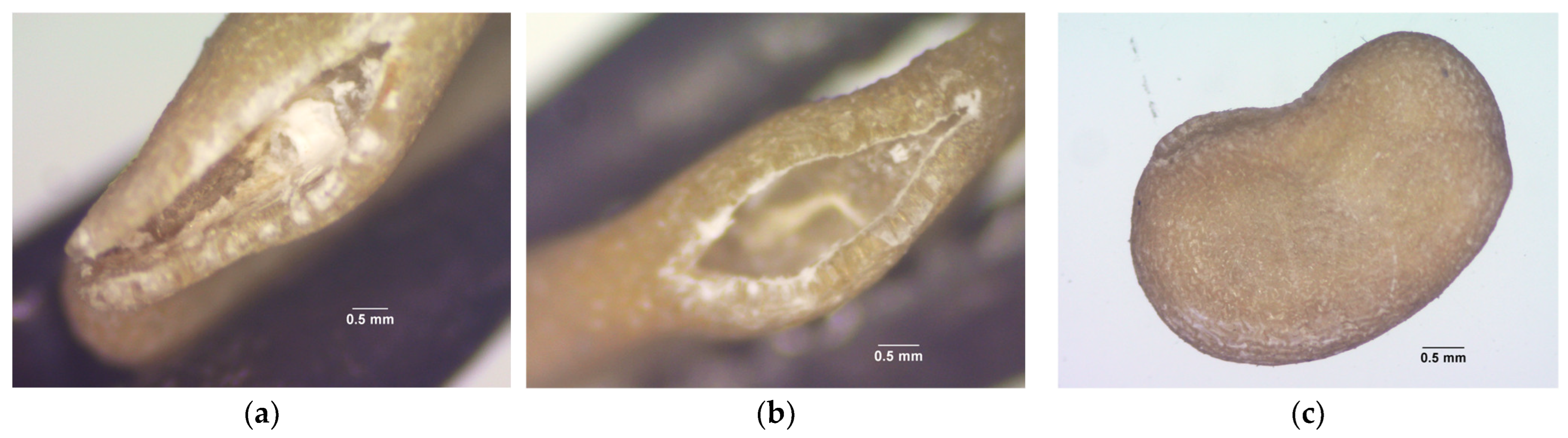 Plants 14 01938 g004