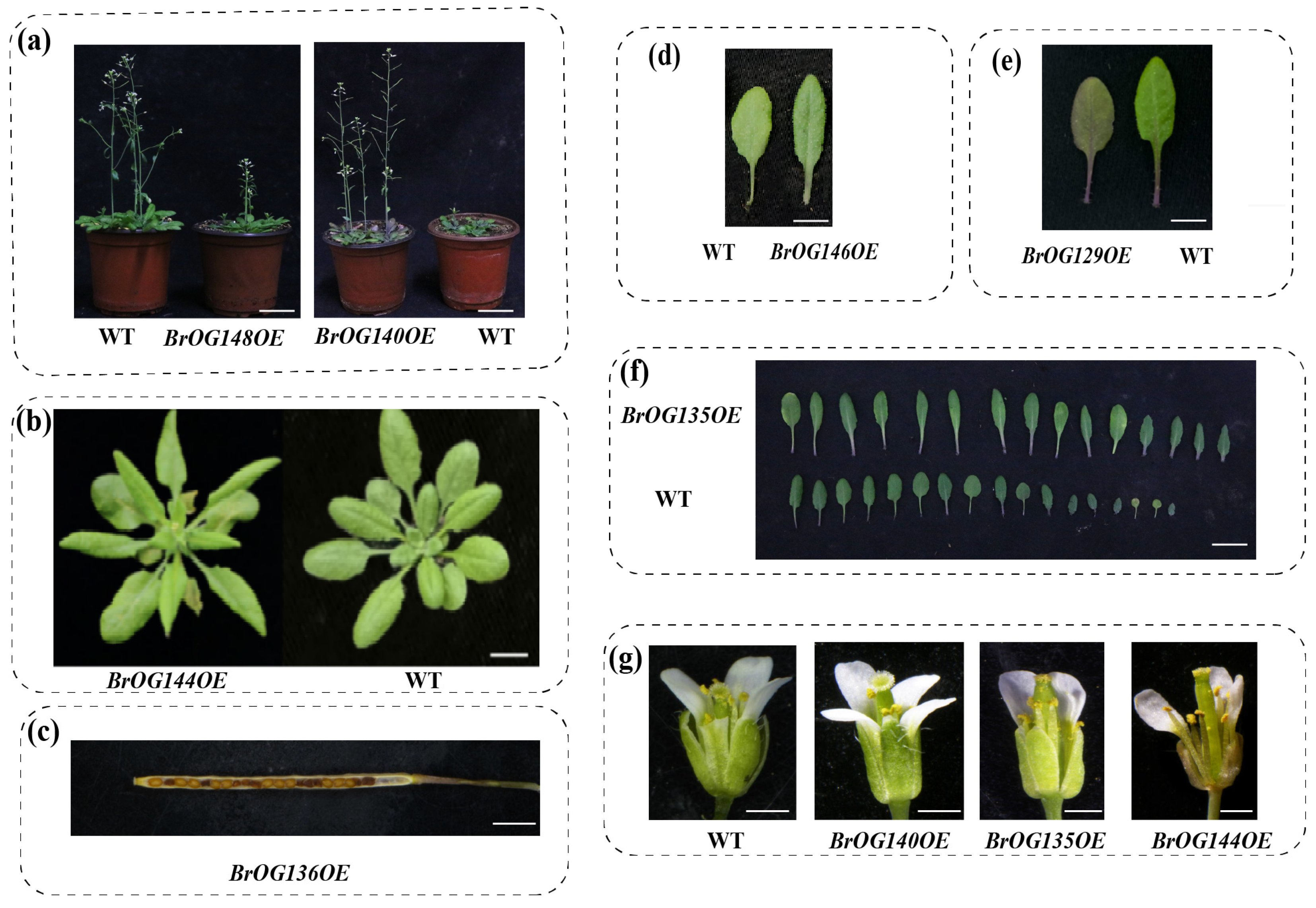 Plants 14 01947 g002