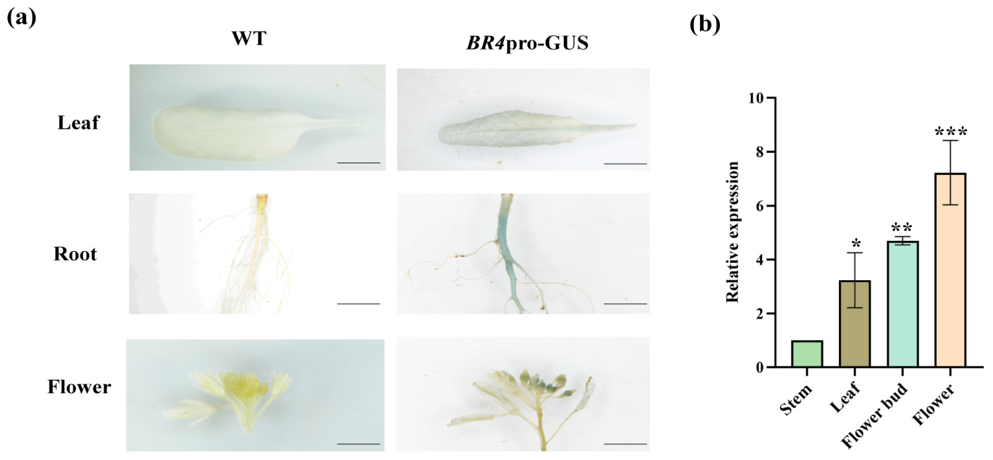 Plants 14 01947 g005