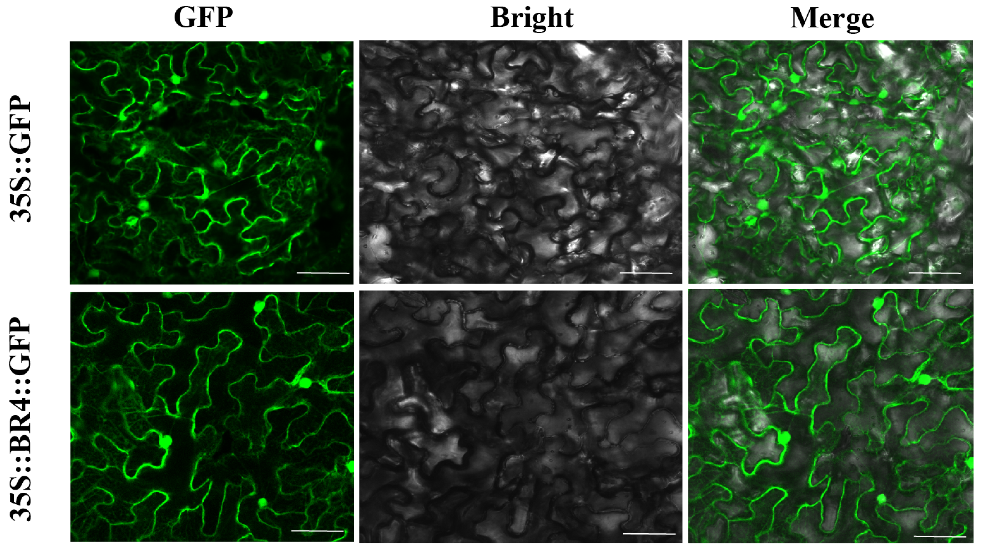Plants 14 01947 g006