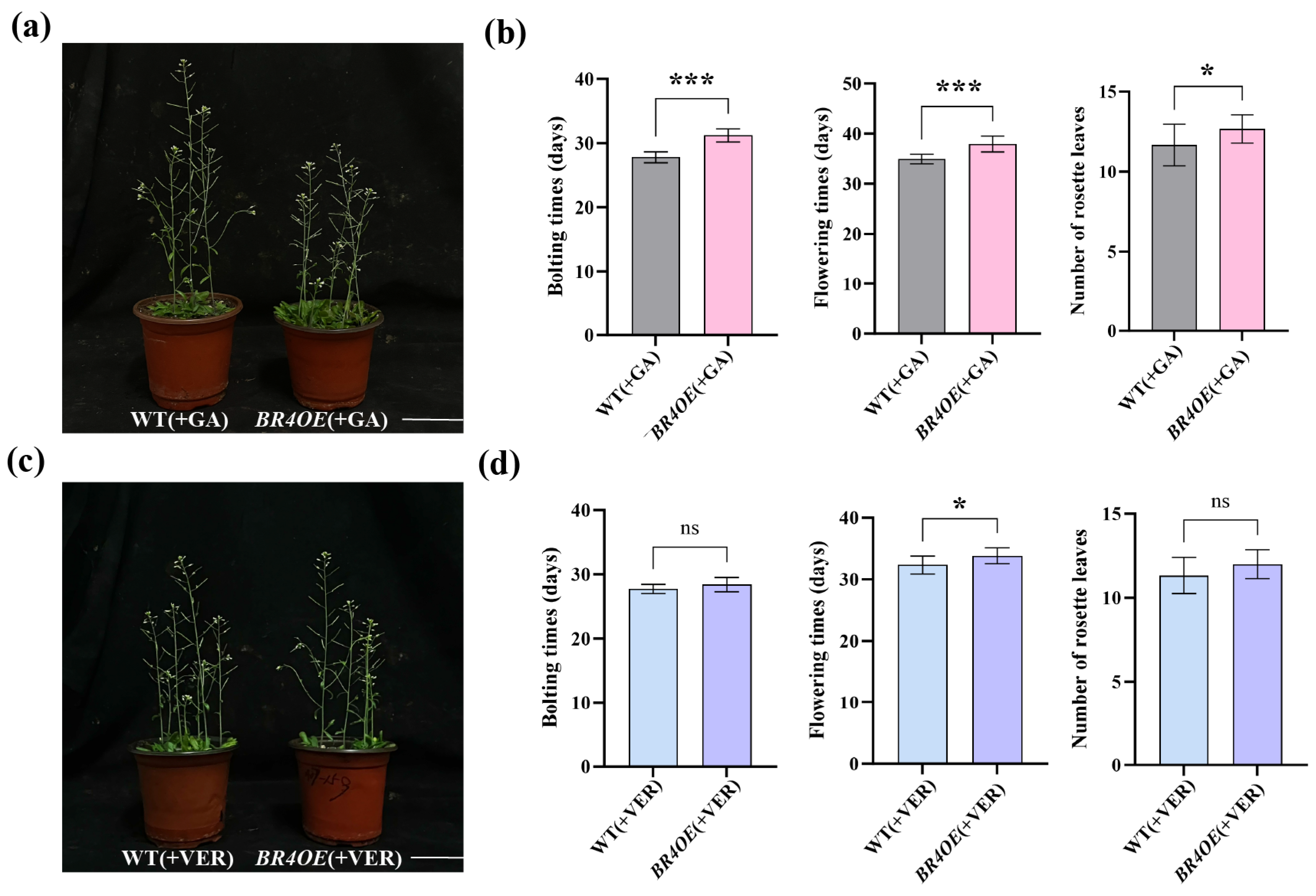Plants 14 01947 g007