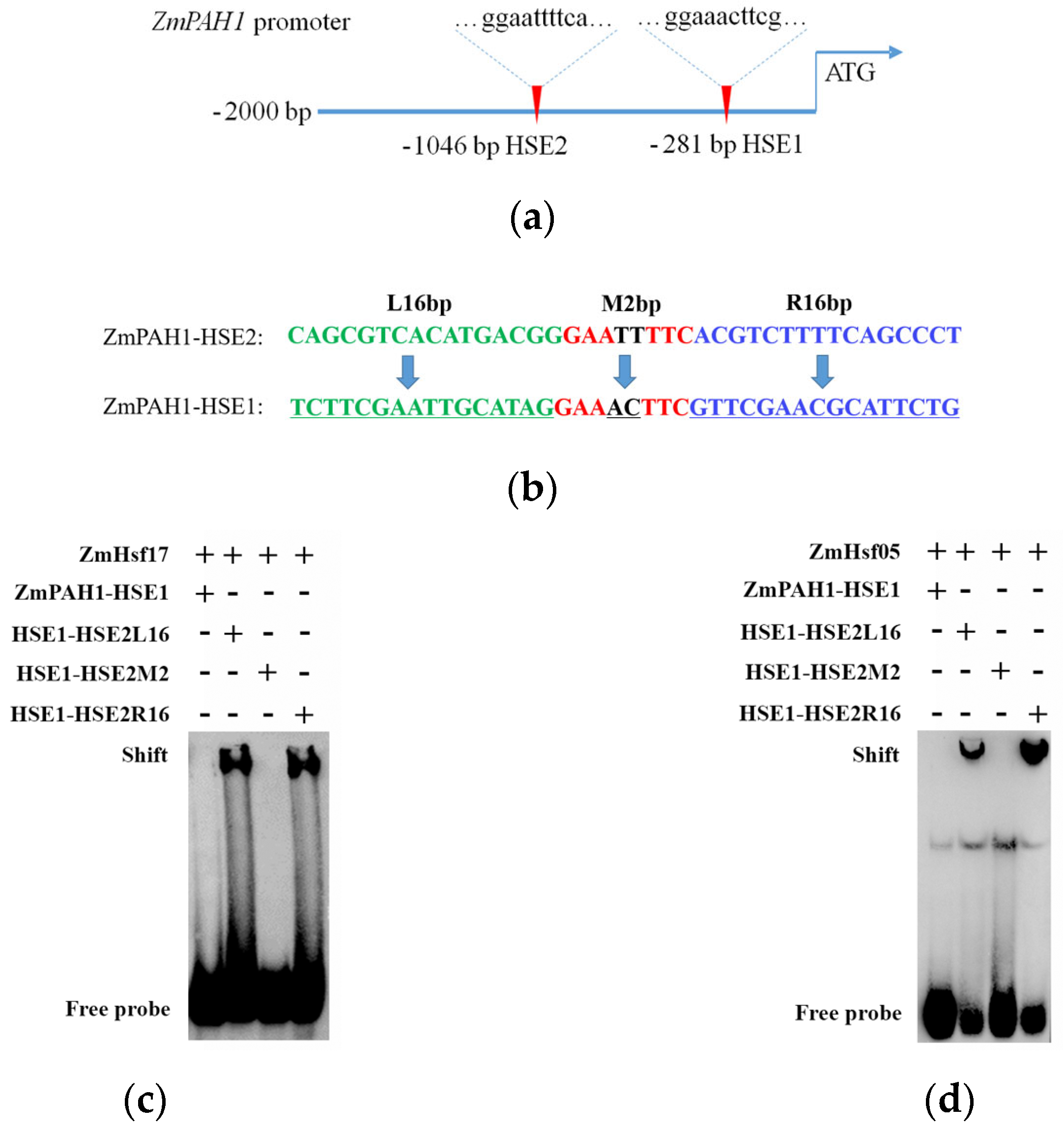 Plants 14 01950 g005