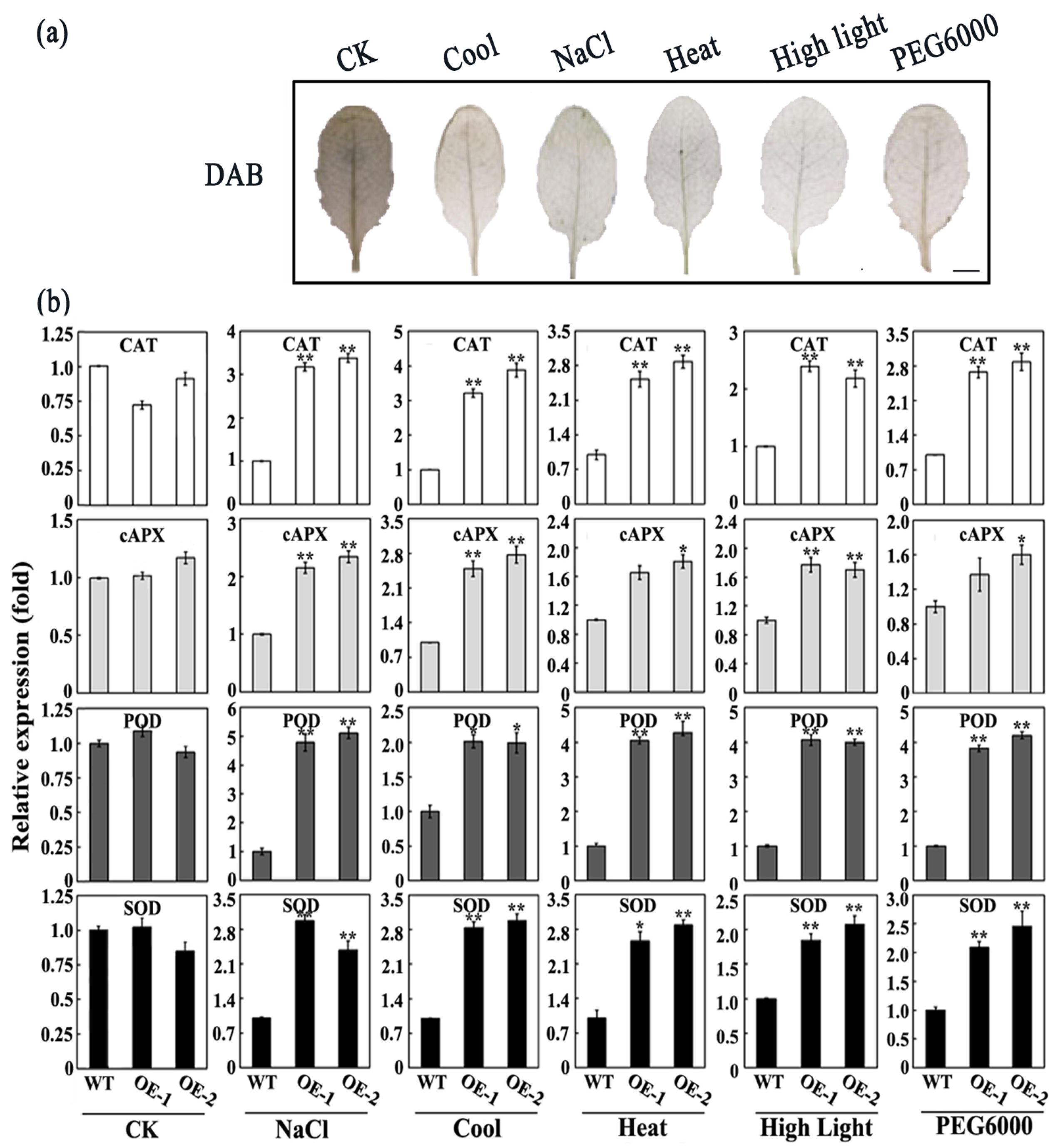 Plants 14 01960 g005