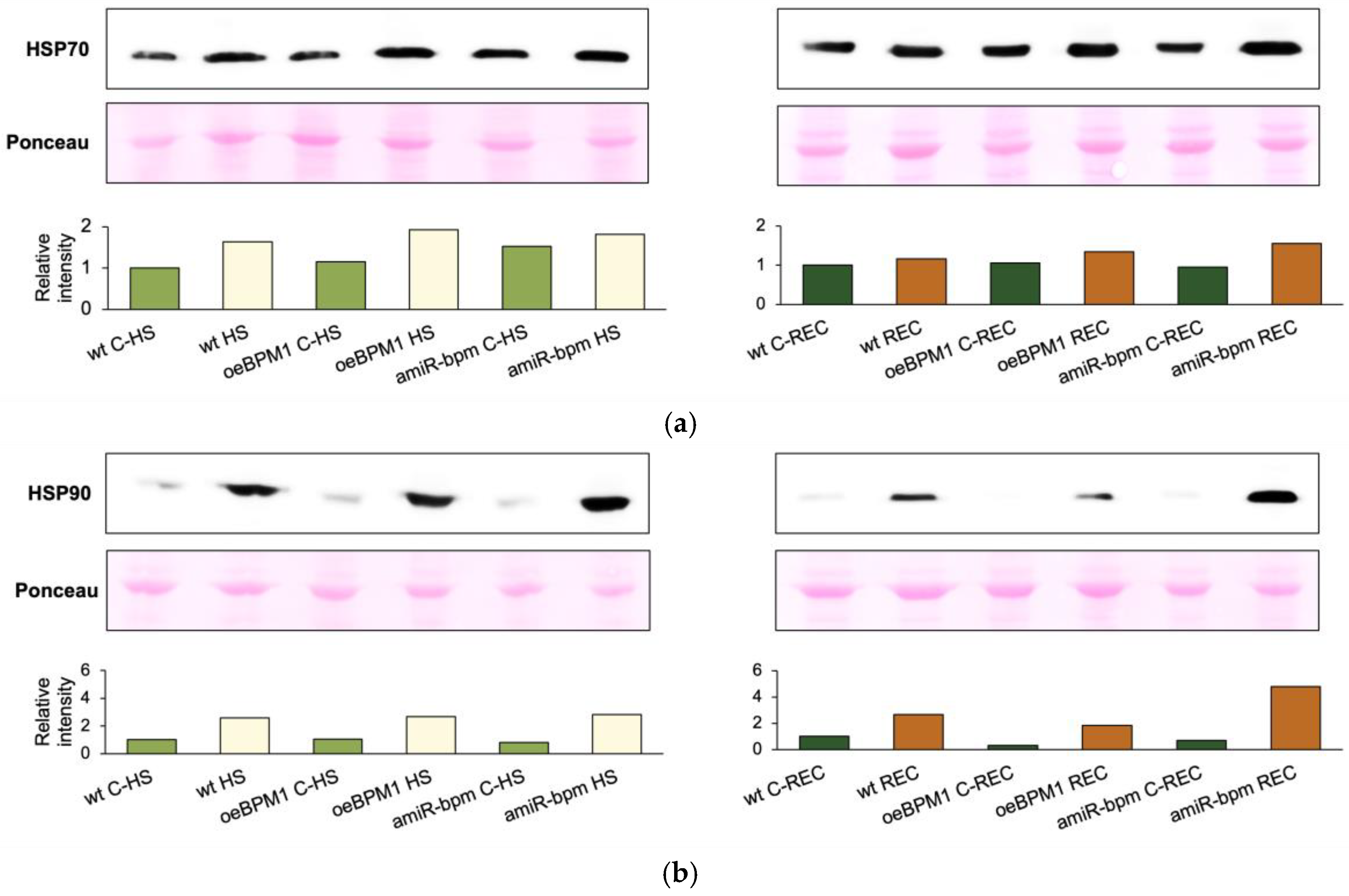 Plants 14 01969 g004