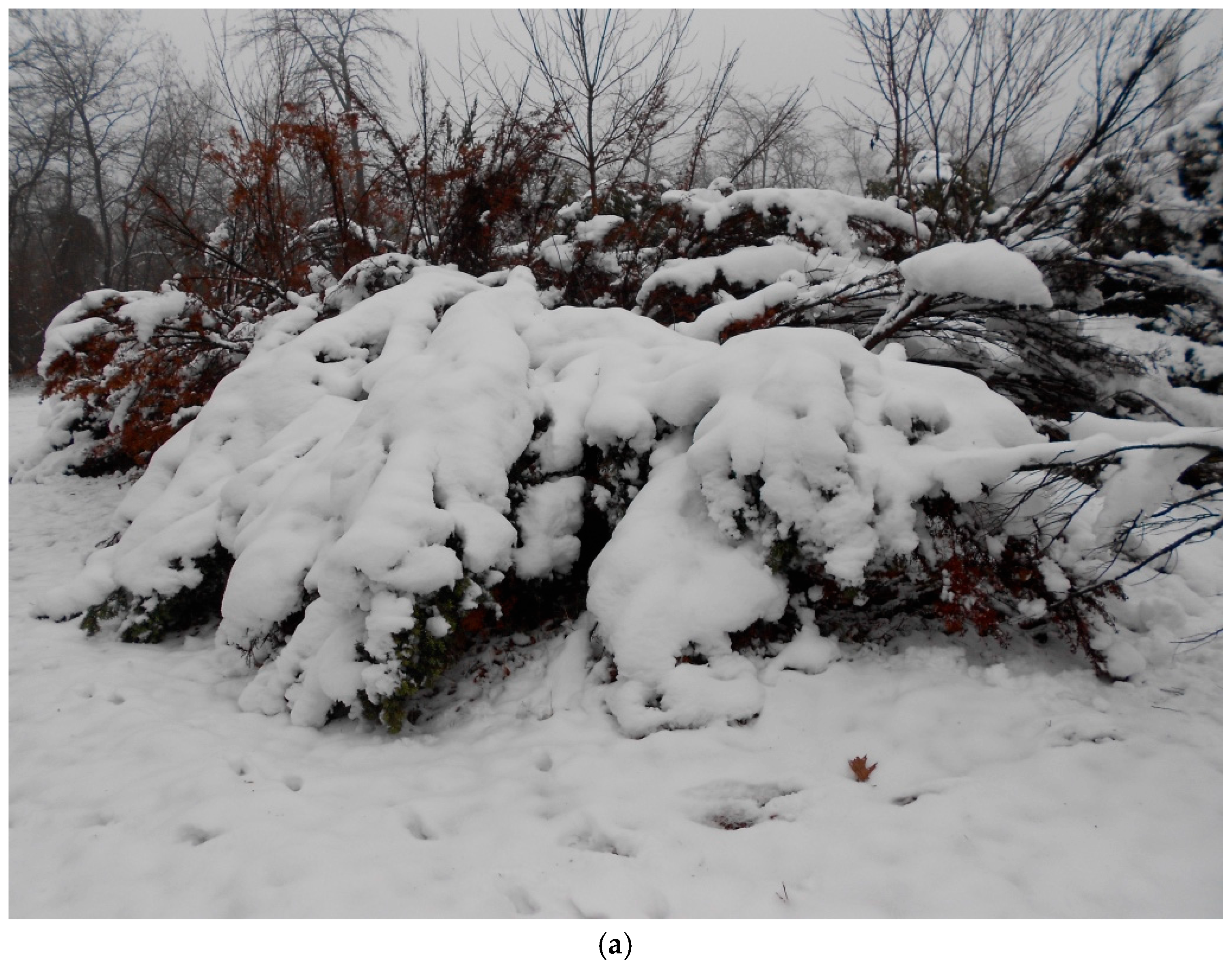 Plants 14 01970 g004a