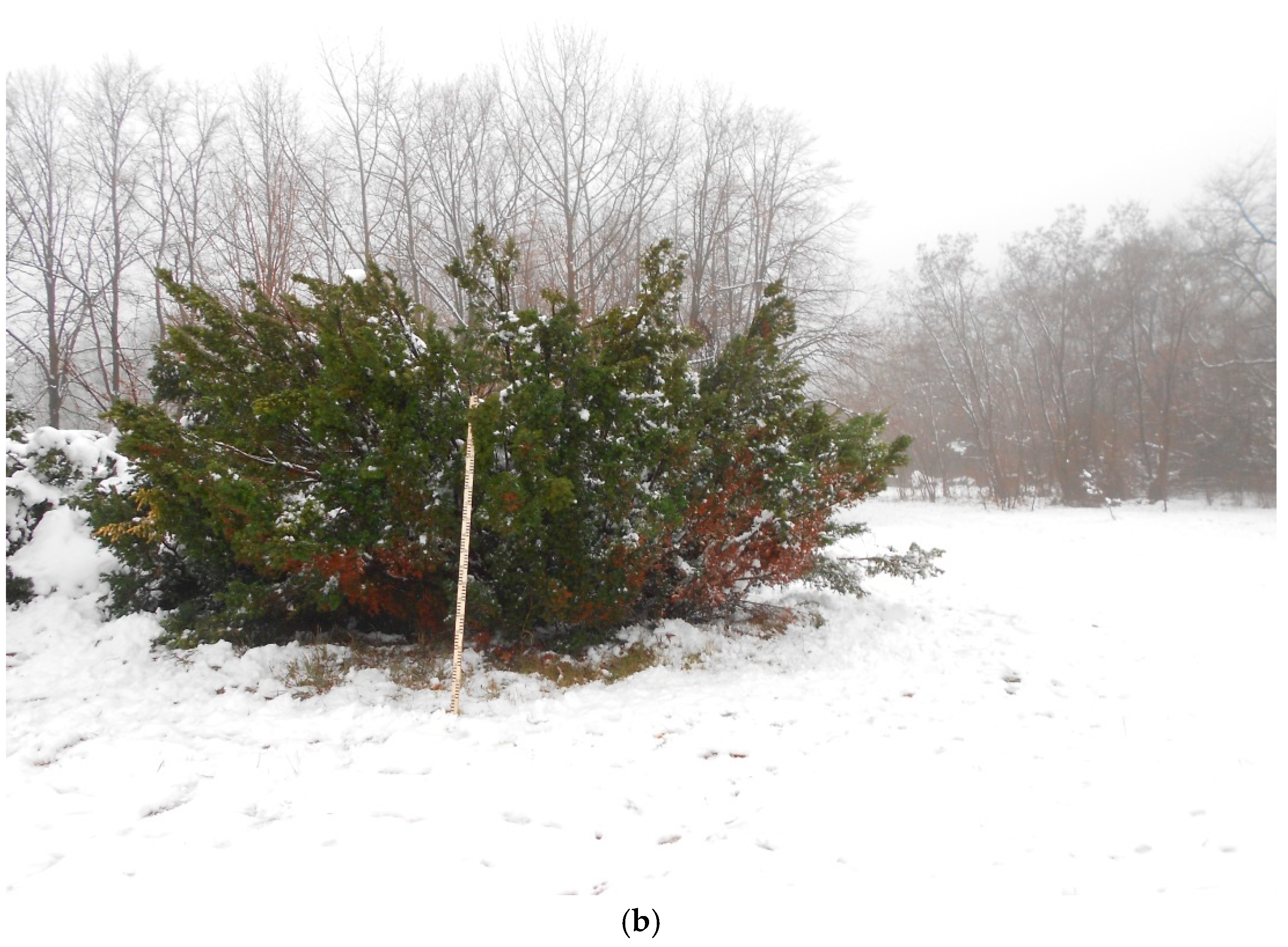 Plants 14 01970 g004b