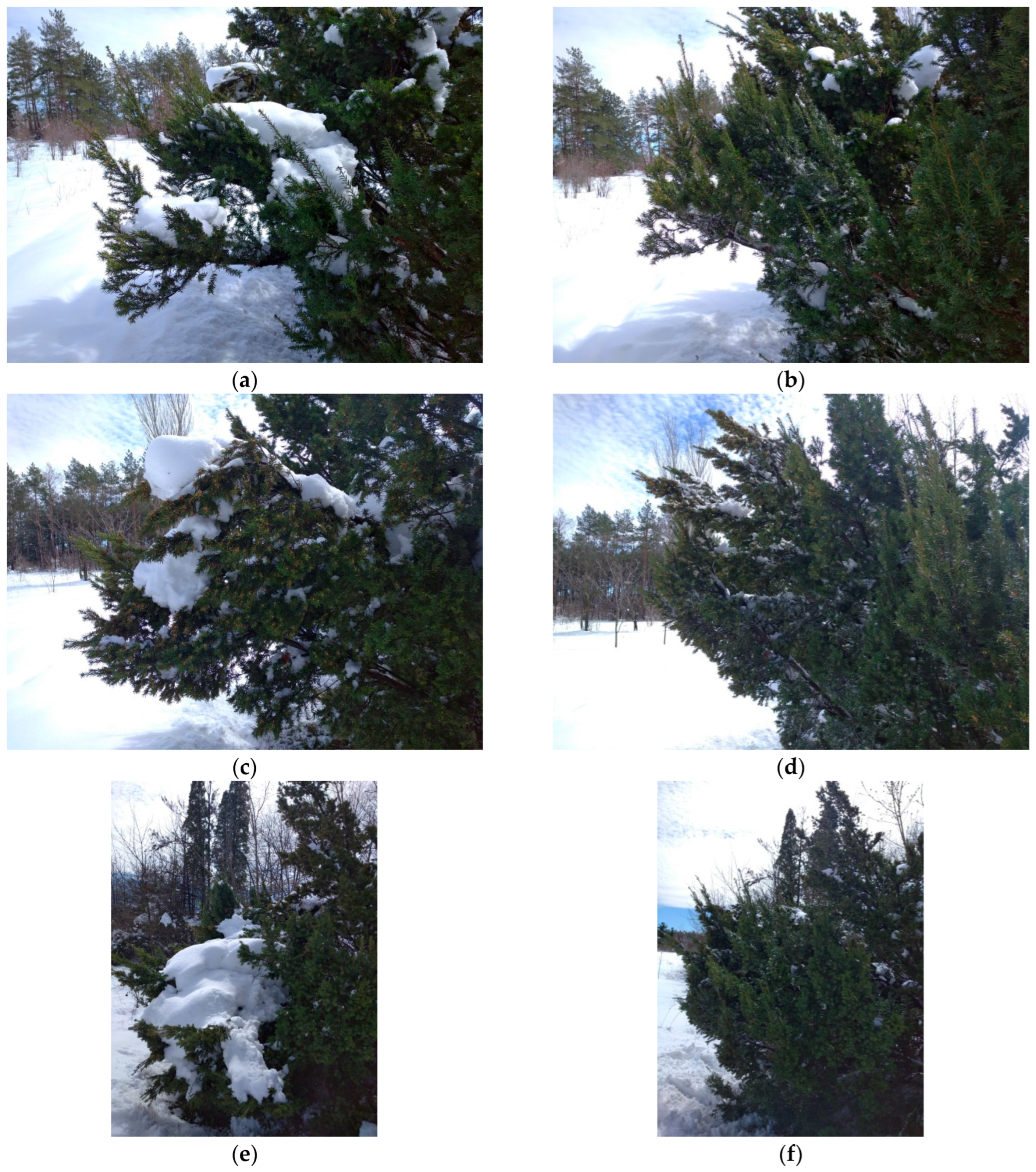 Plants 14 01970 g005