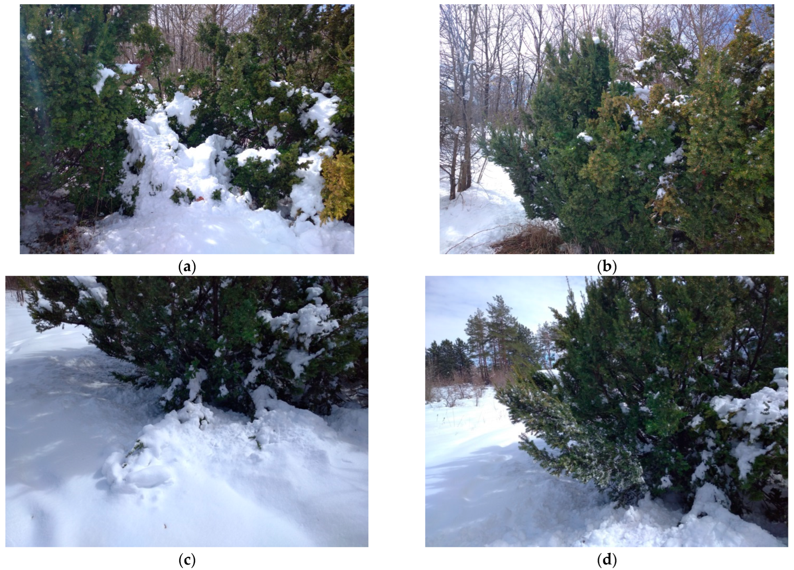 Plants 14 01970 g006