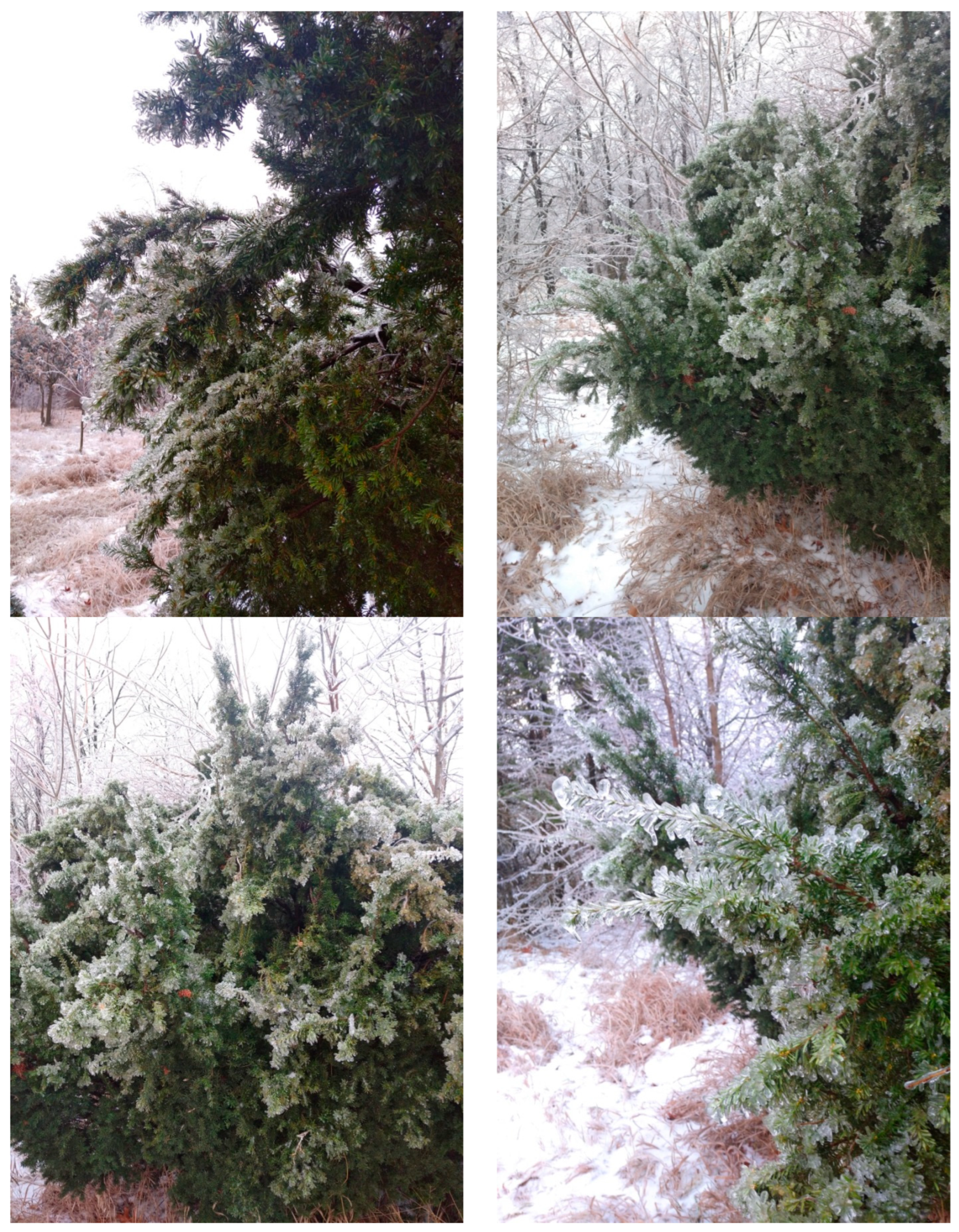 Plants 14 01970 g008