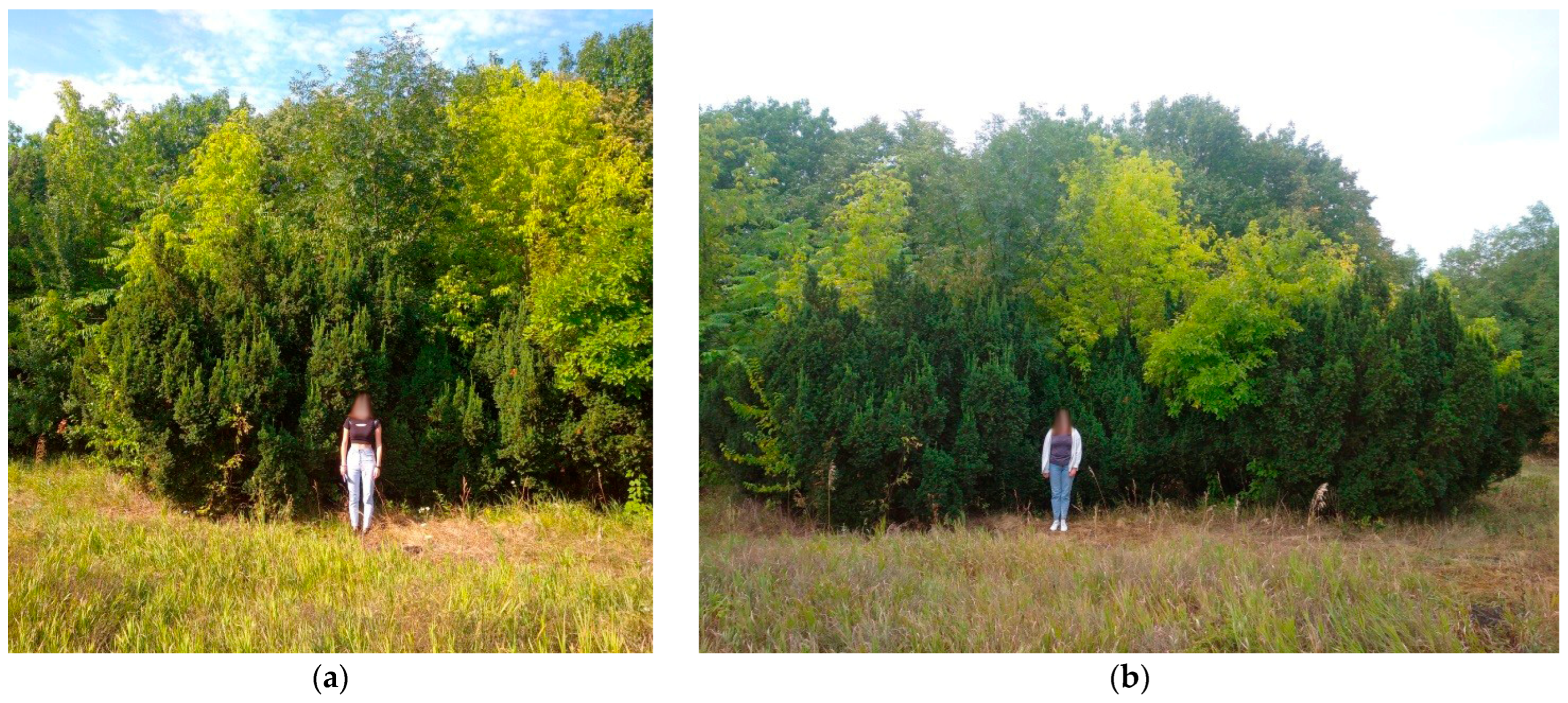 Plants 14 01970 g009