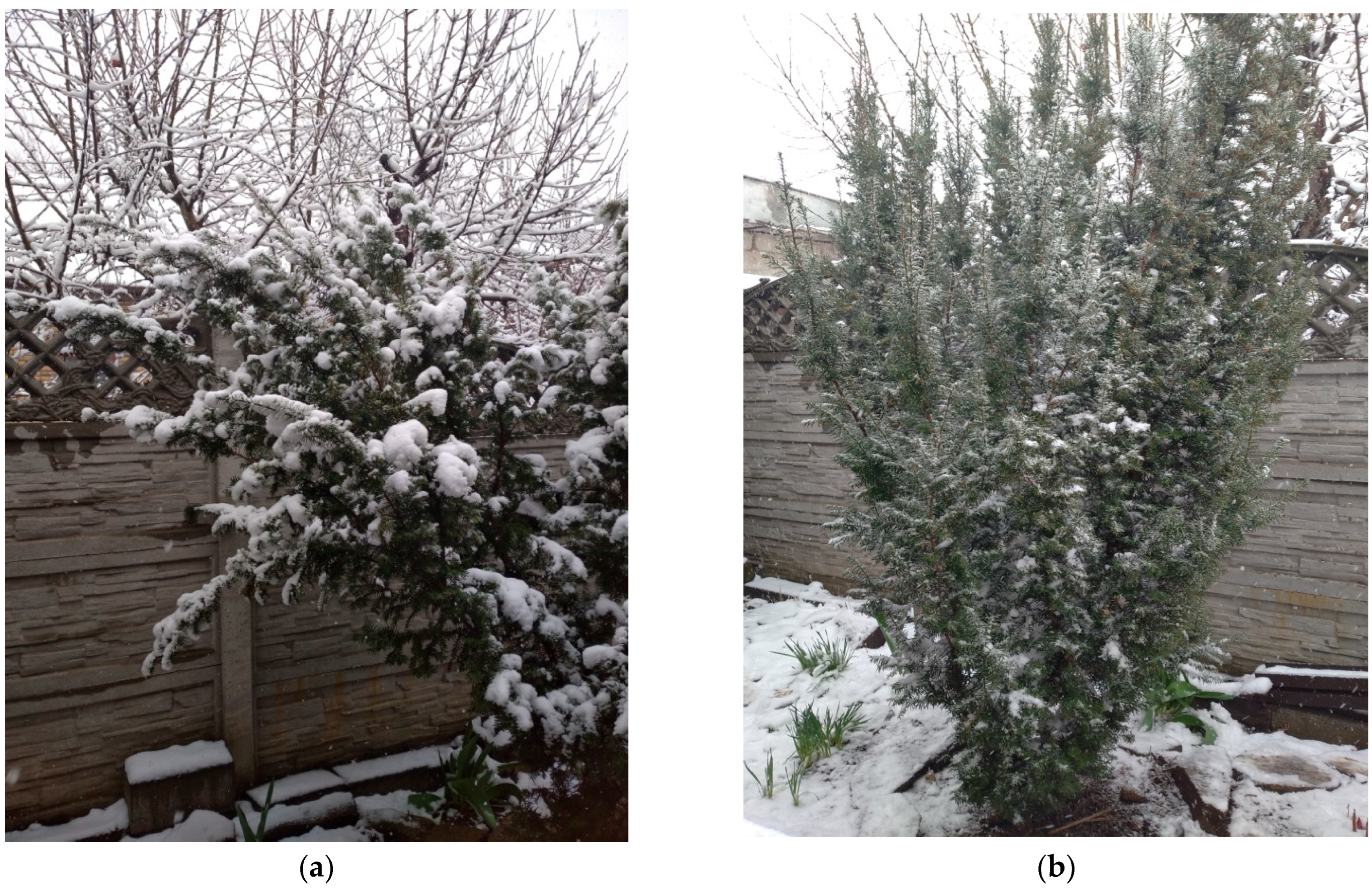 Plants 14 01970 g010