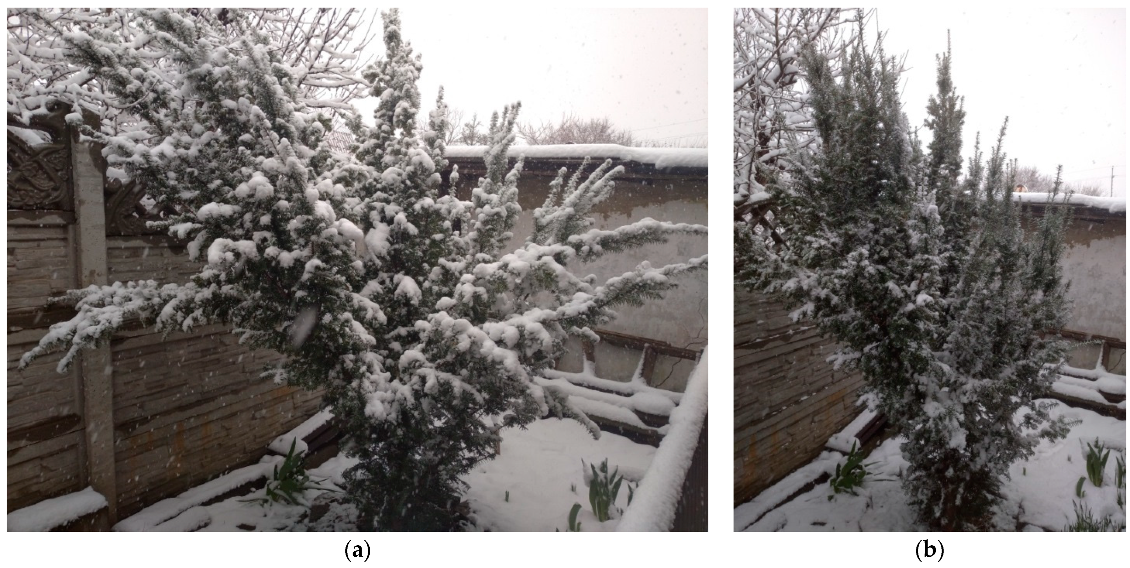 Plants 14 01970 g011