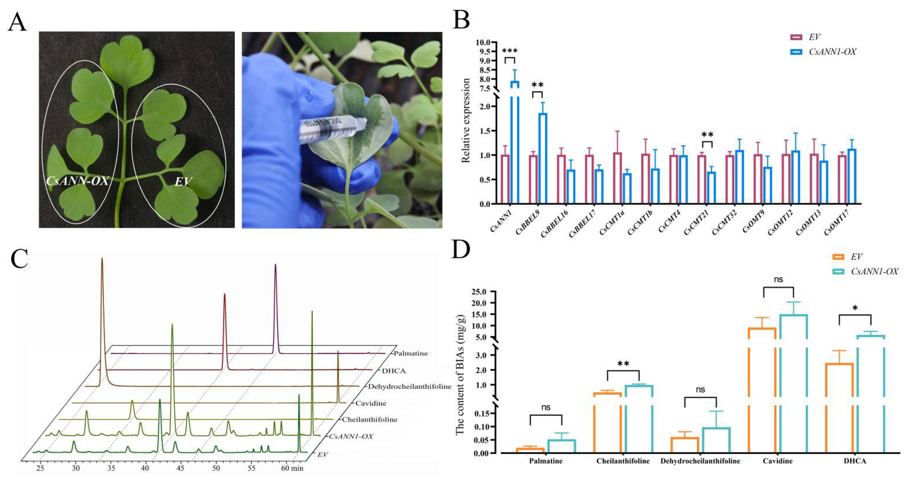 Plants 14 01974 g009