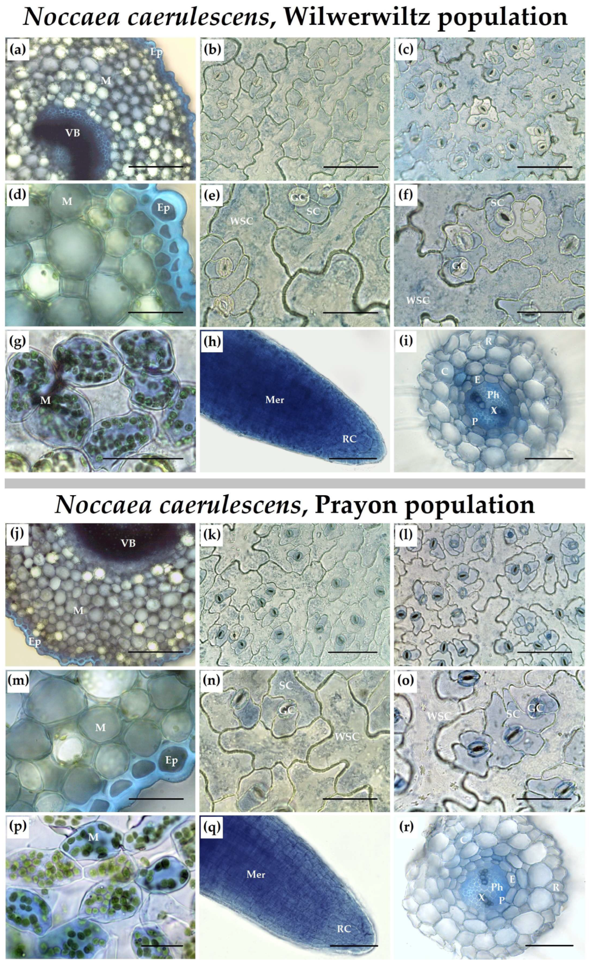 Plants 14 01975 g005