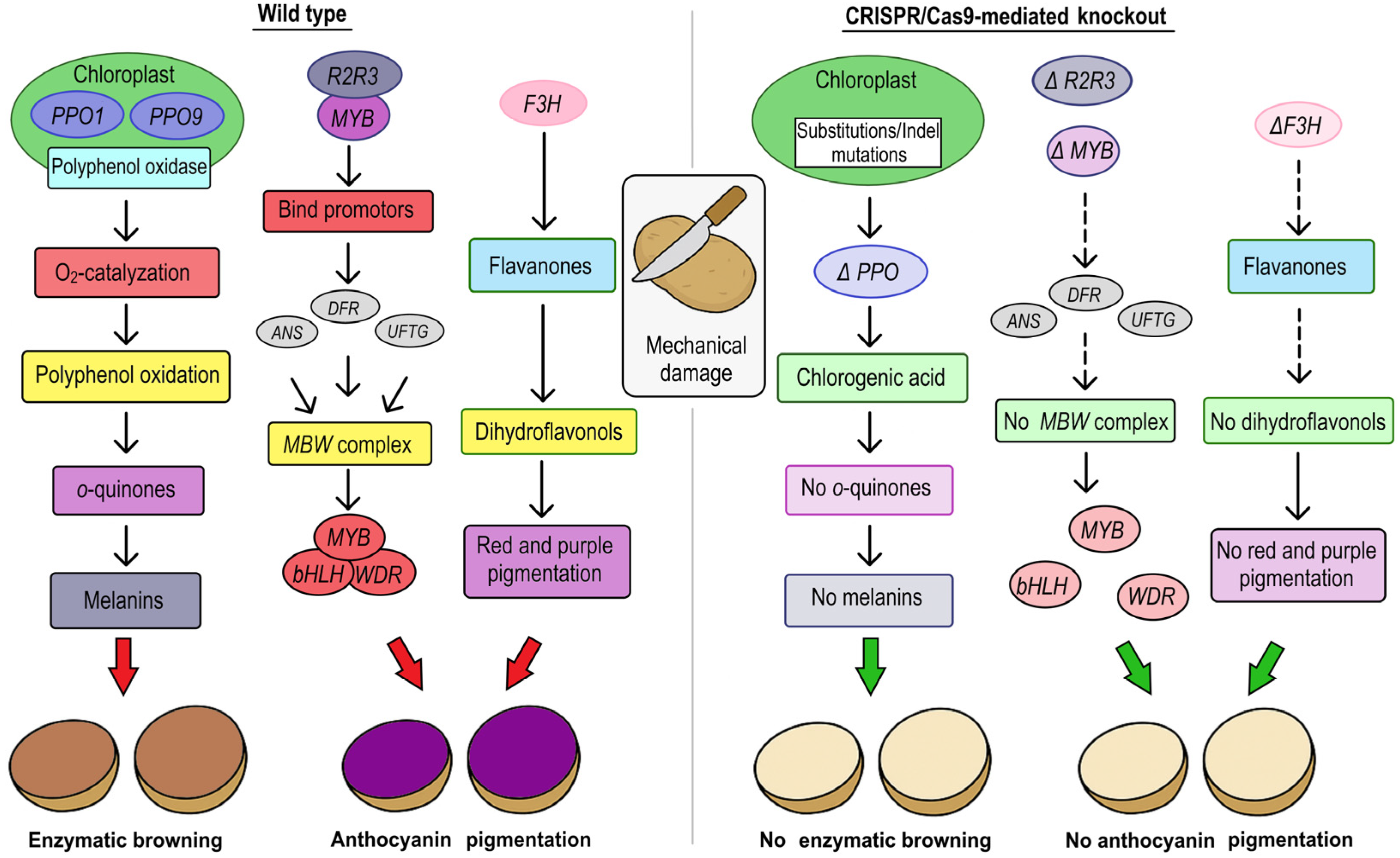 Plants 14 01983 g005
