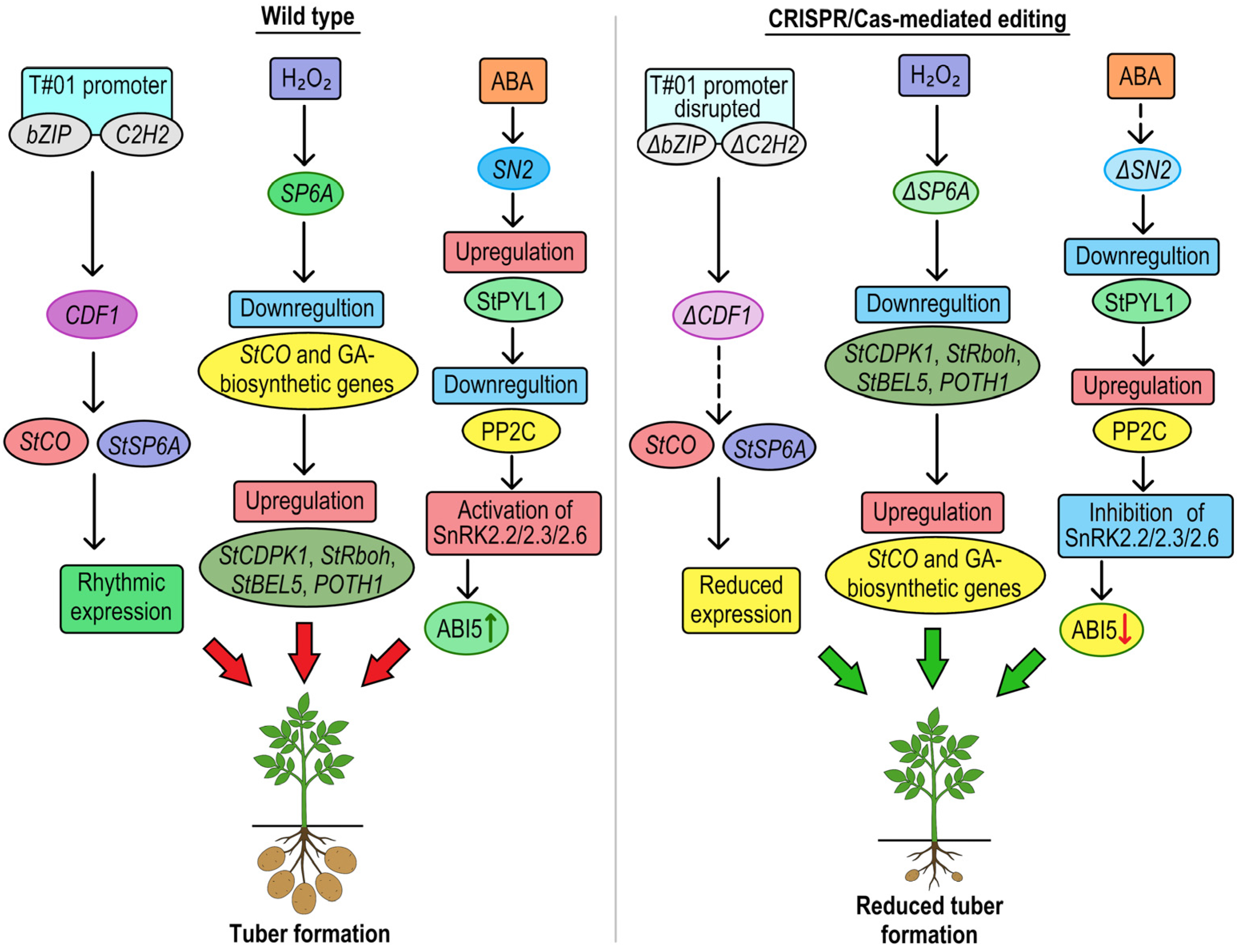 Plants 14 01983 g006