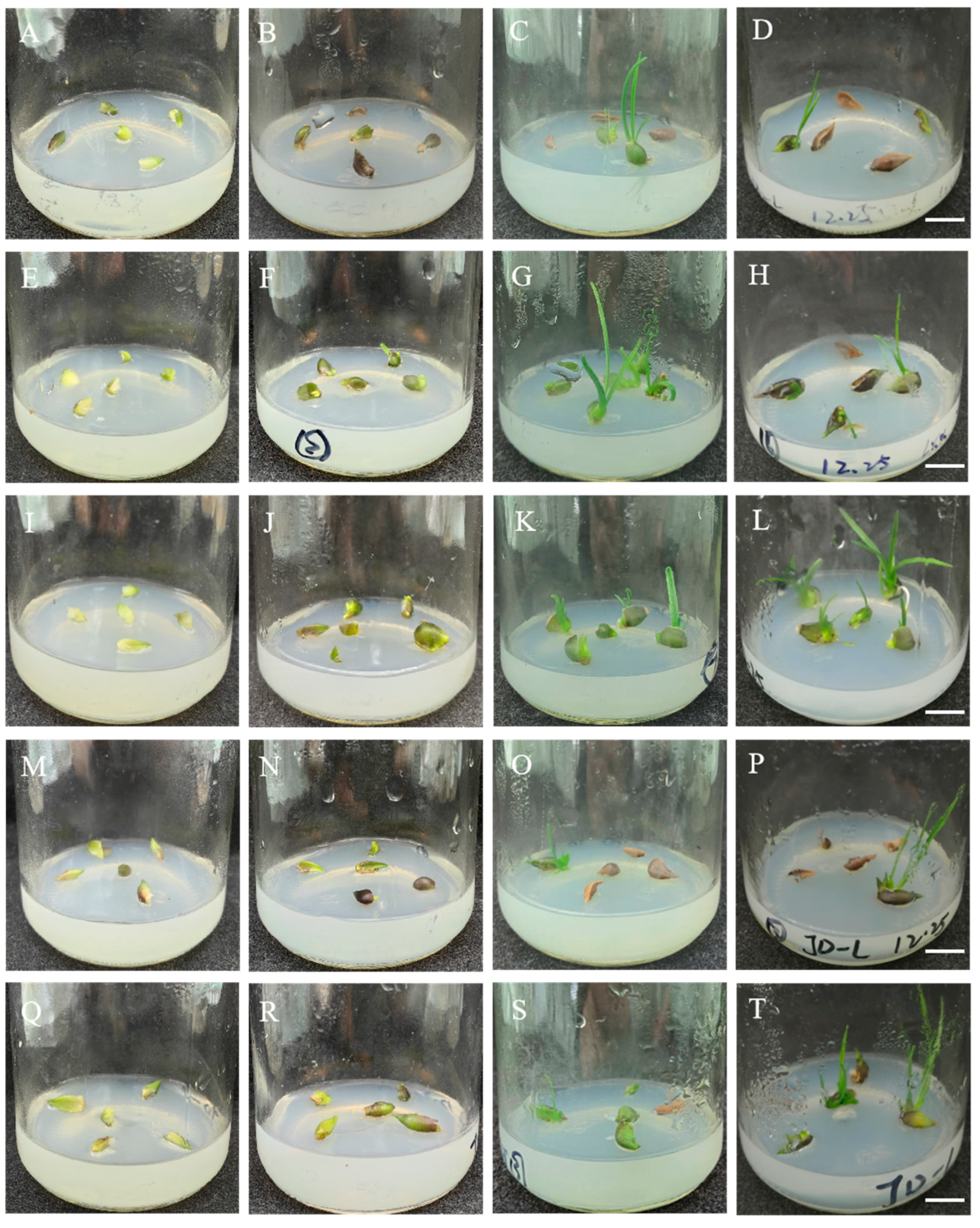 Plants 14 01987 g001