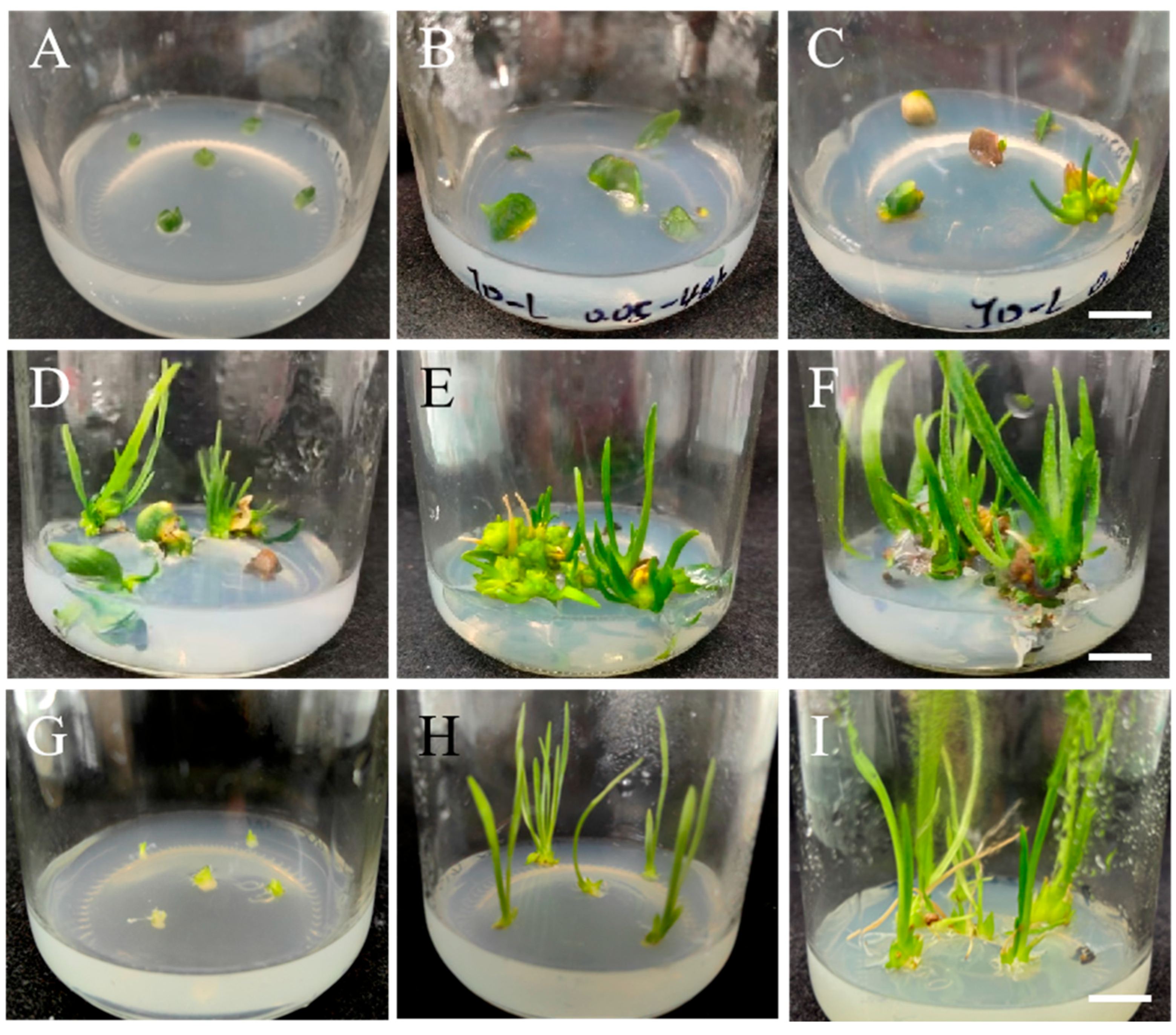 Plants 14 01987 g003