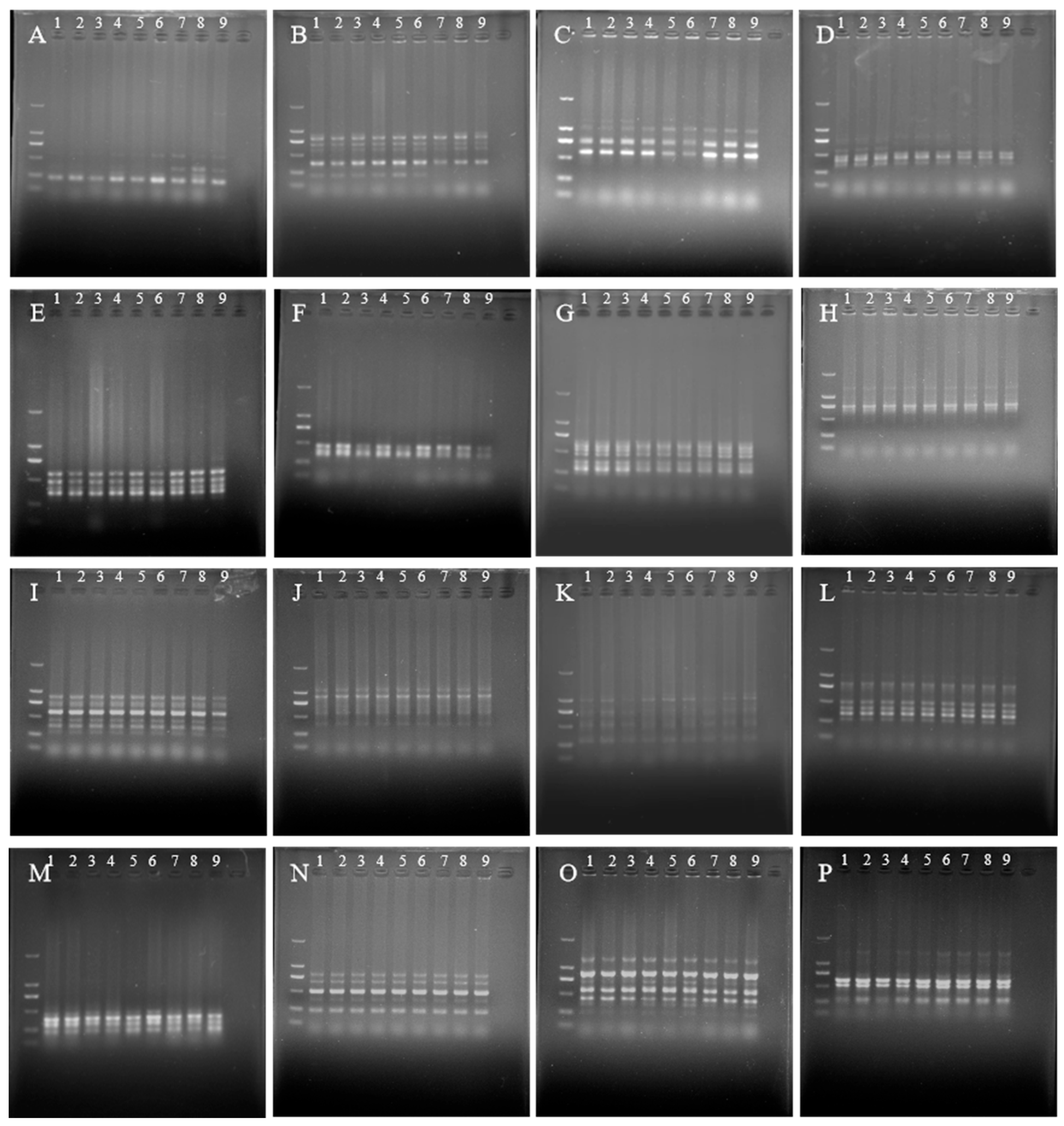 Plants 14 01987 g010