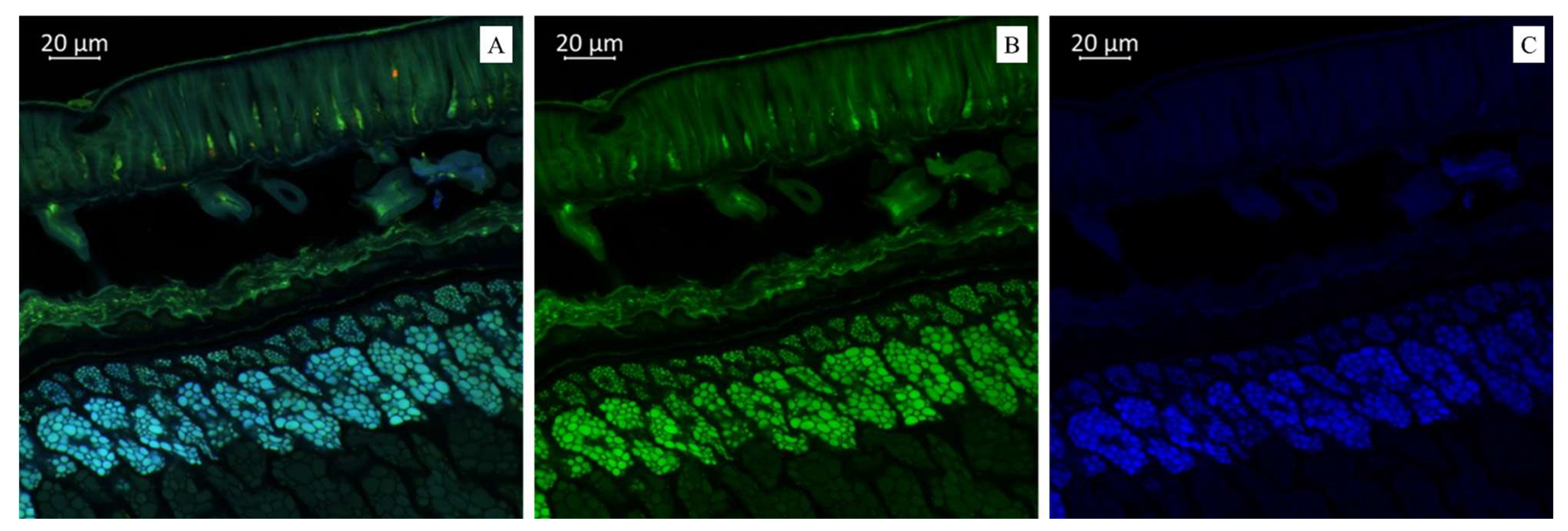 Plants 14 01995 g001