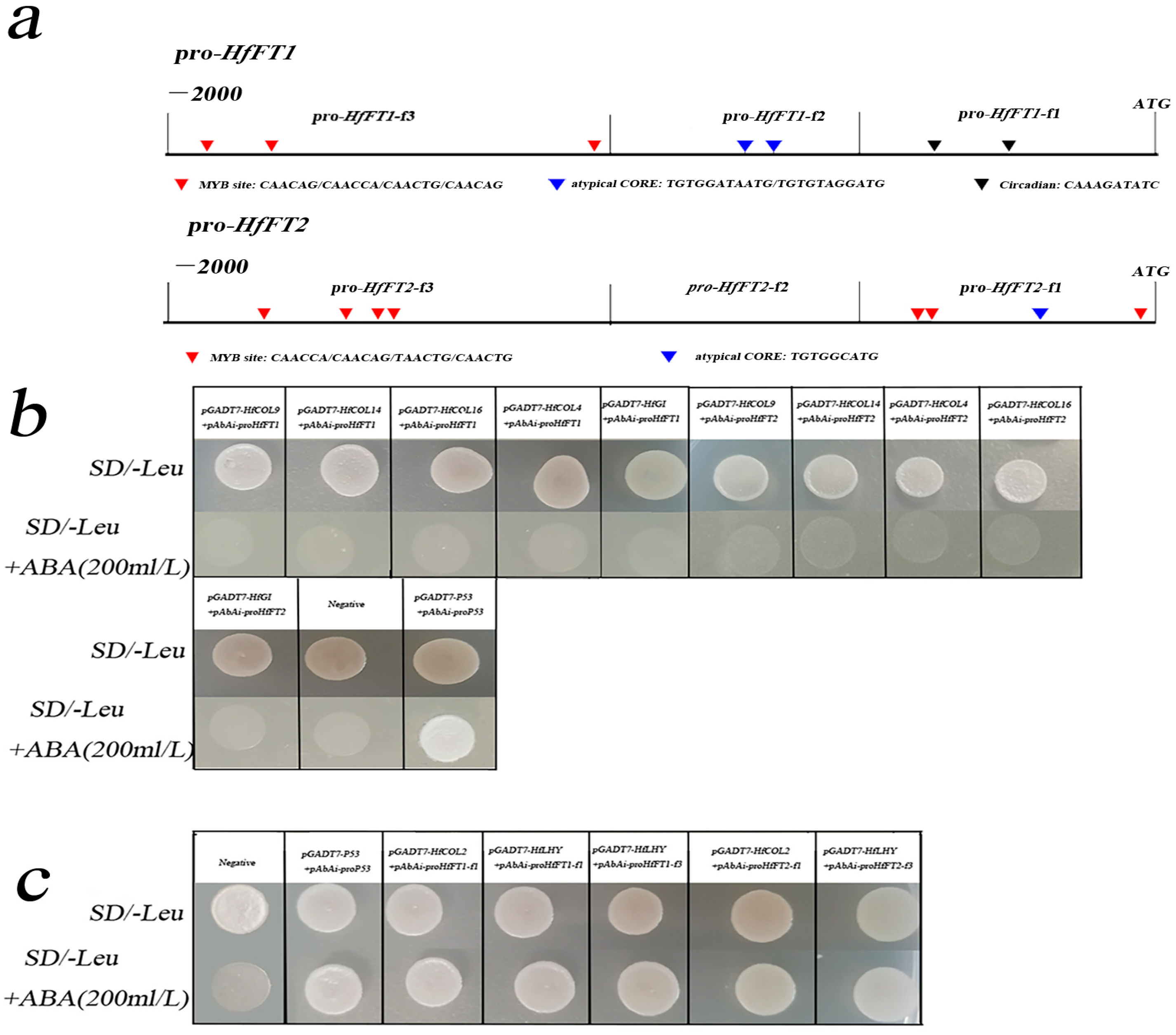 Plants 14 01996 g001