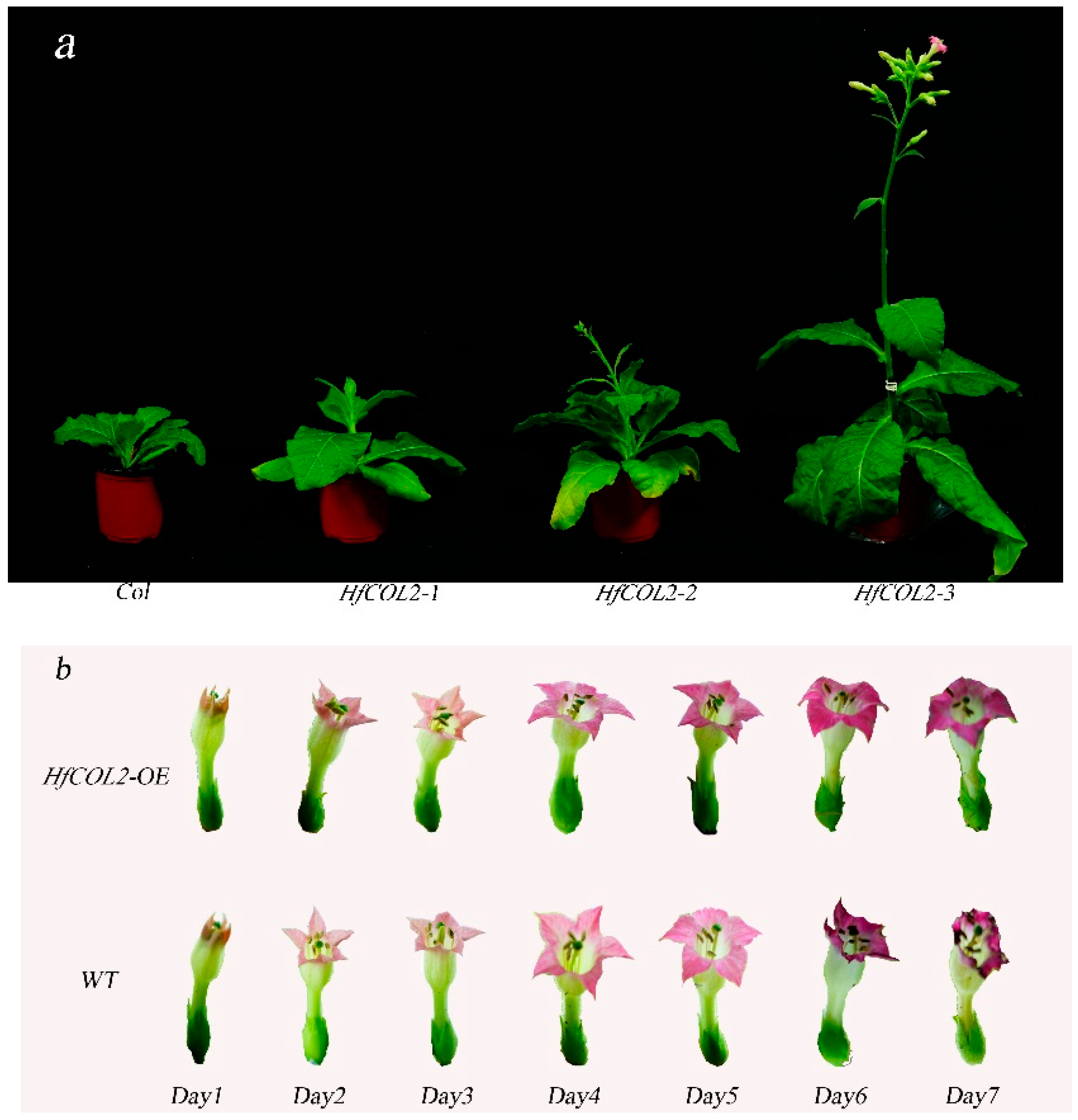 Plants 14 01996 g003