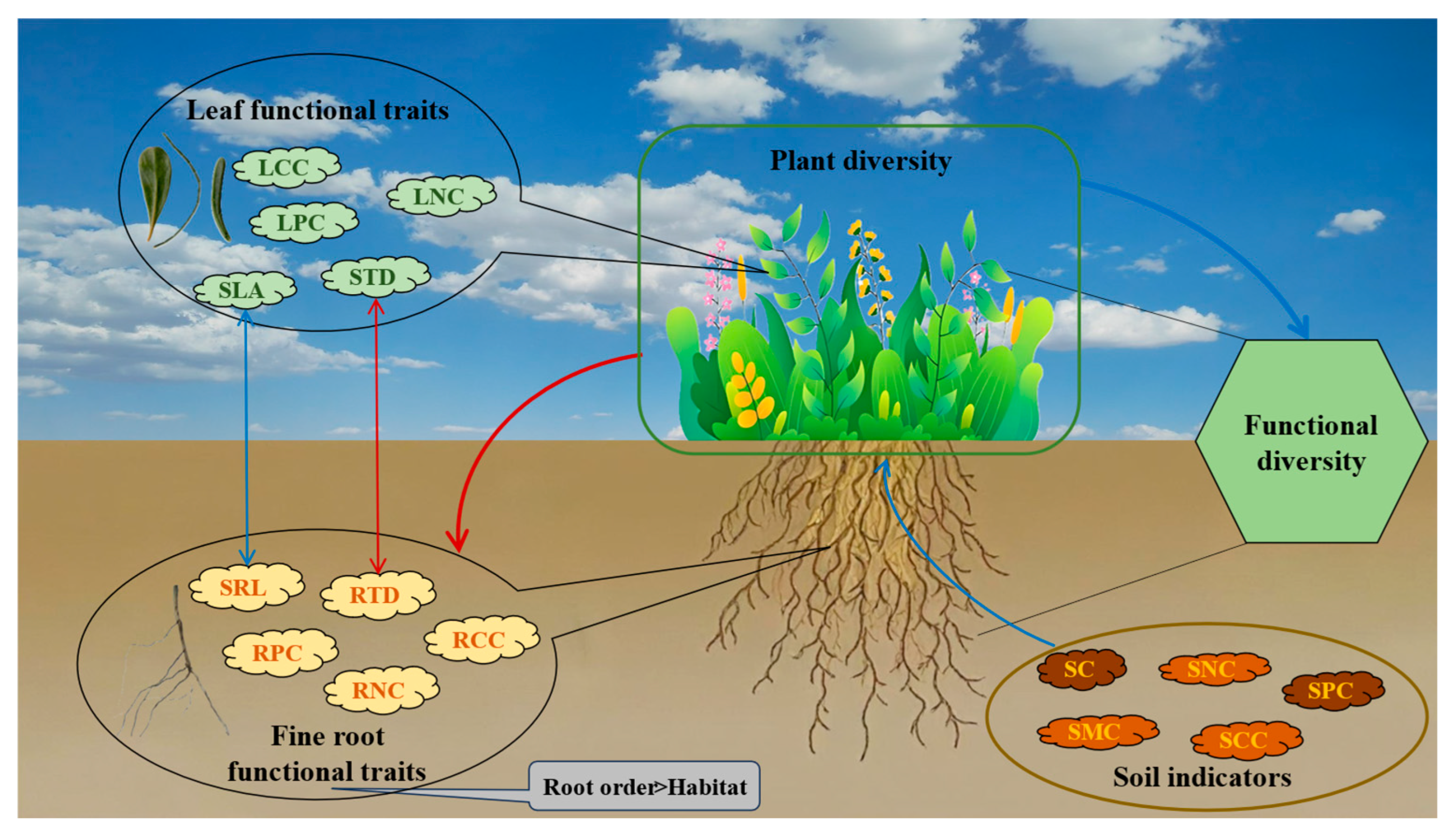 Plants 14 01997 g007